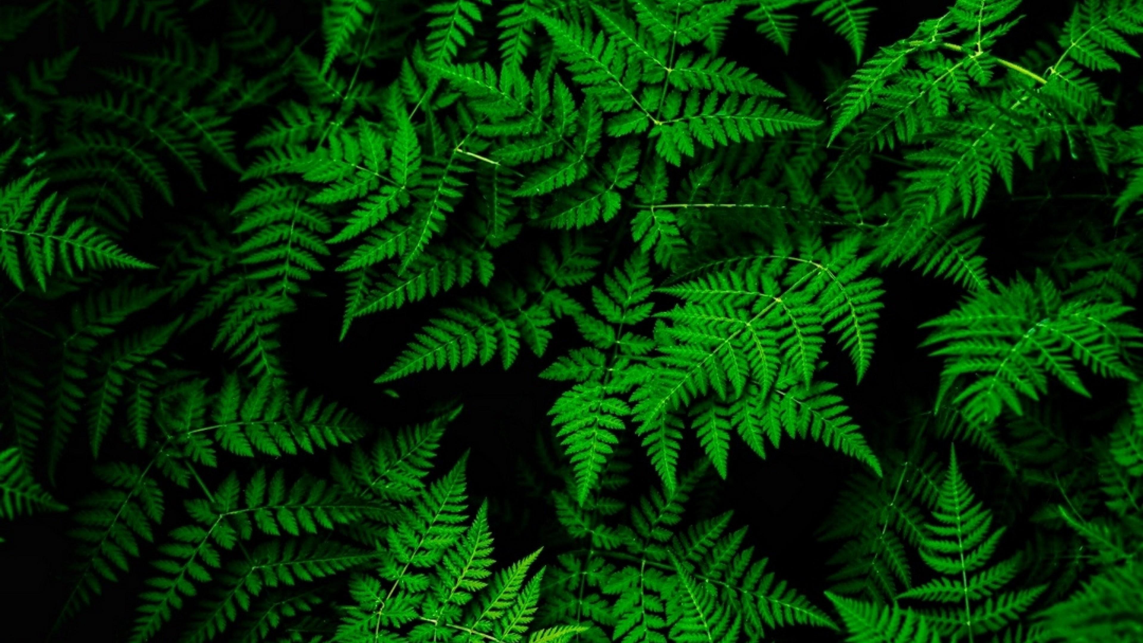 Green Leaves Desktop Wallpapers - Top Free Green Leaves Desktop