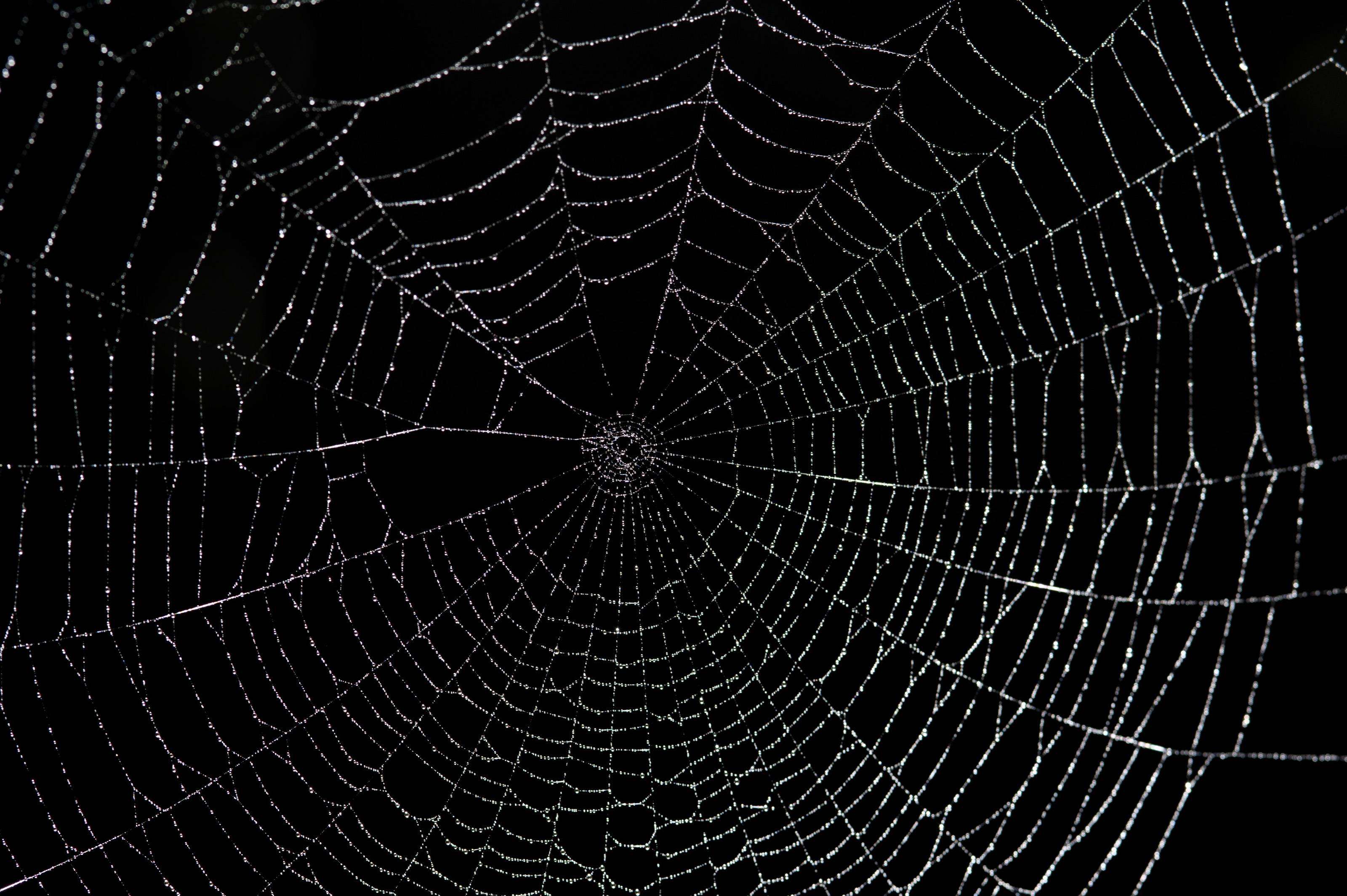 spider-web-wallpapers-top-free-spider-web-backgrounds-wallpaperaccess