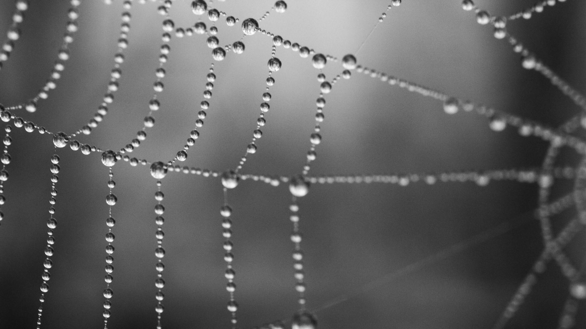 1920x1080 Wallpaper from Nature Category. Wallpaper Studio 10