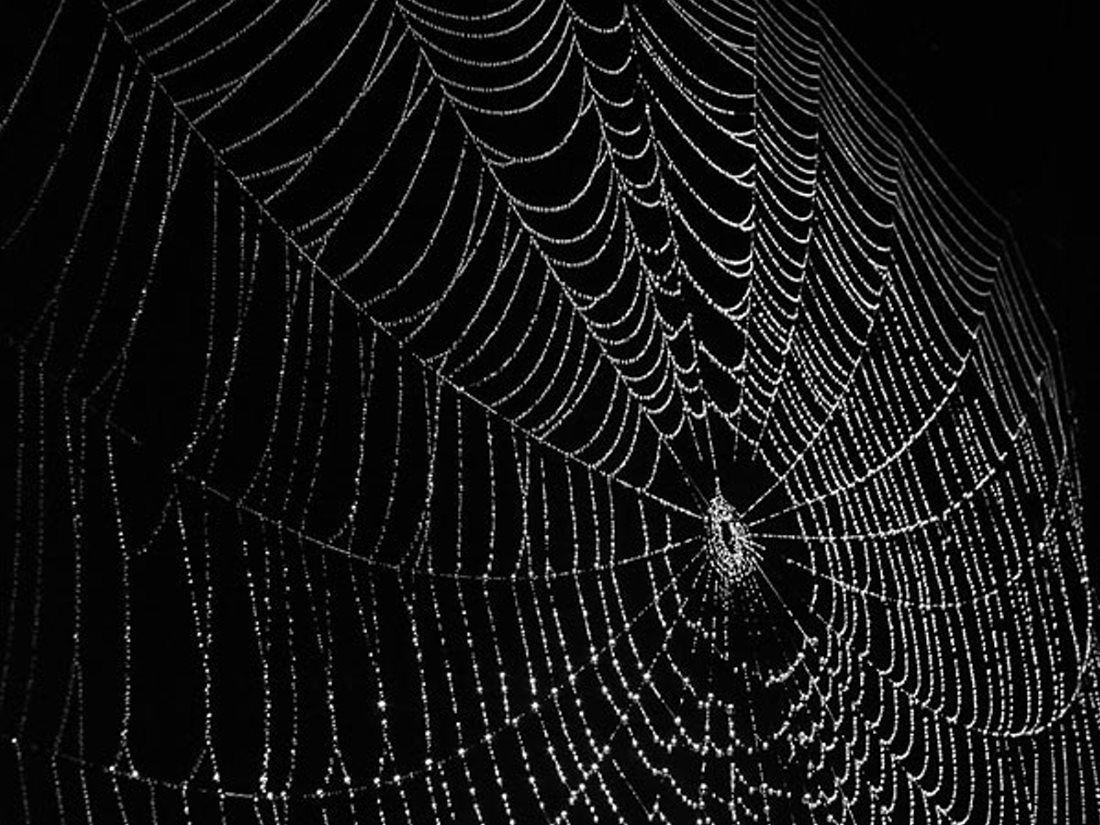 spider dark web wallpaper