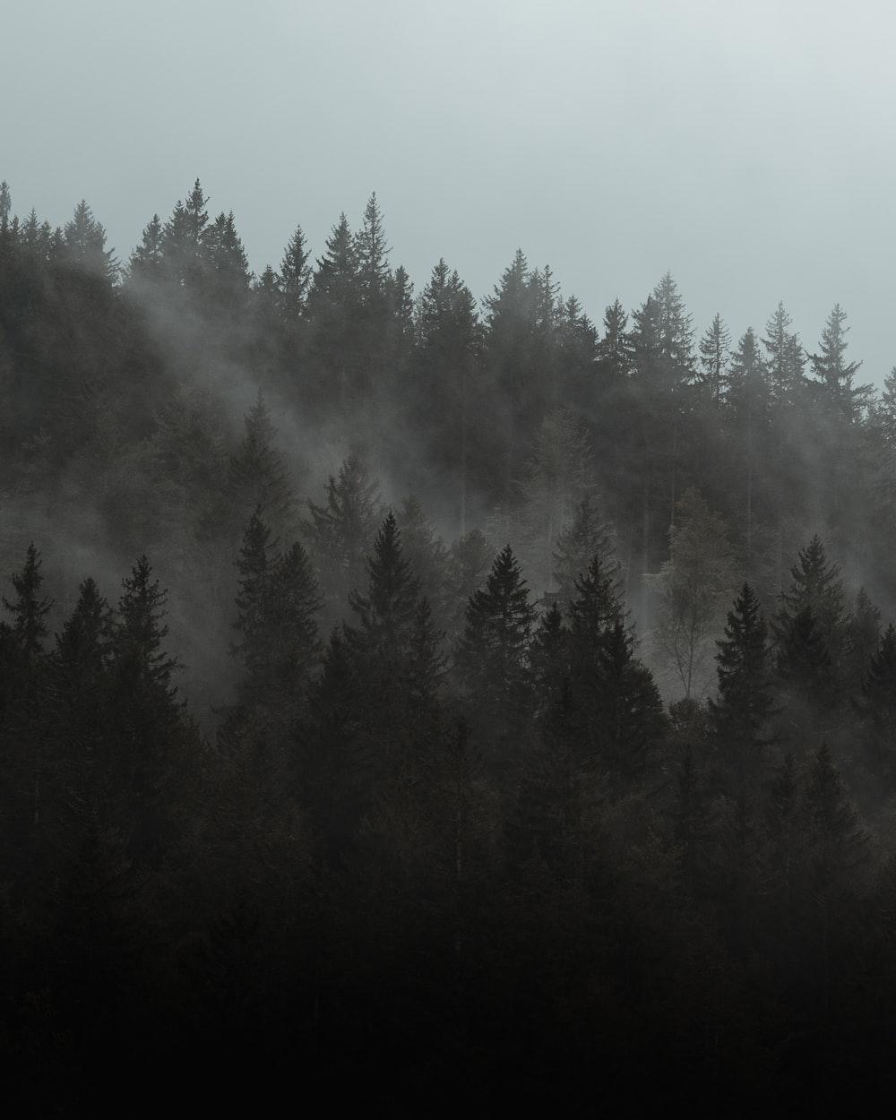 1000x1250 Moody Forest Picture. Download Free Image