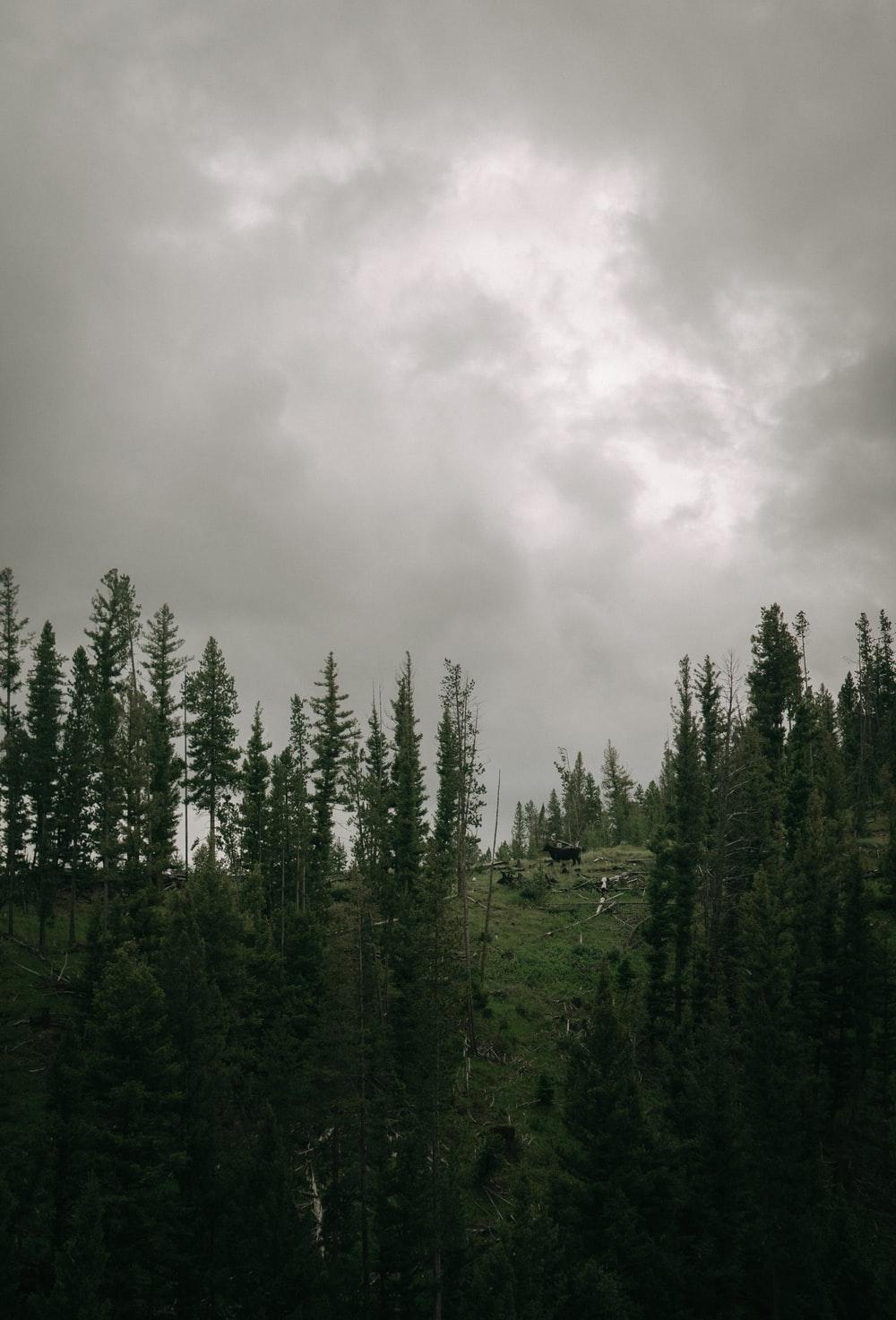 1000x1473 Moody Forest Picture. Download Free Image