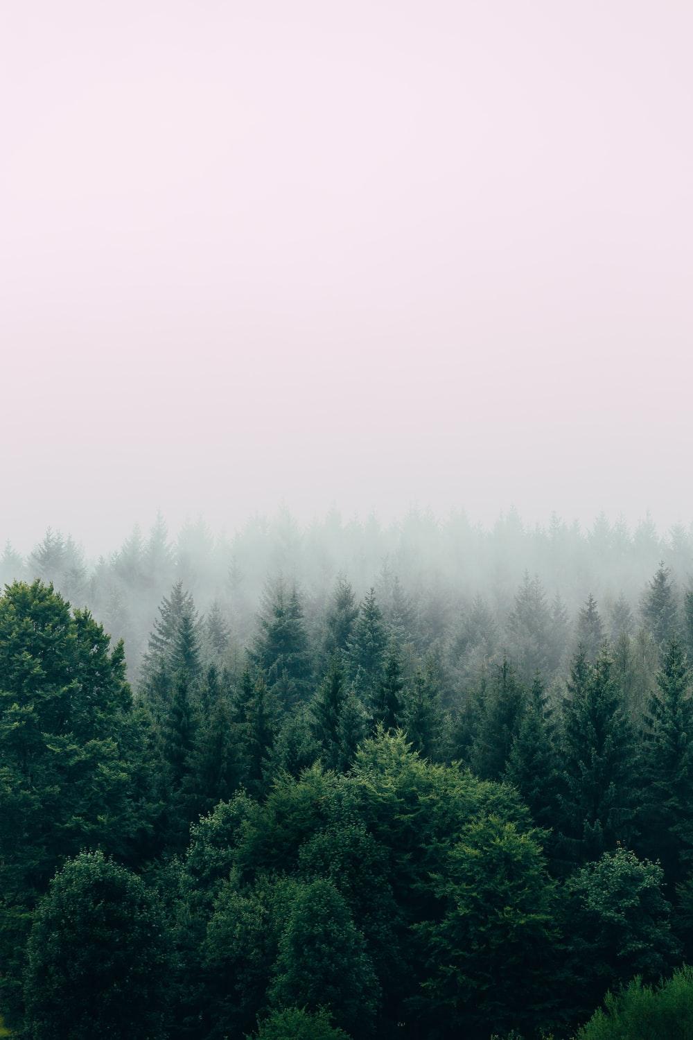 1000x1500 Moody Forest Picture. Download Free Image