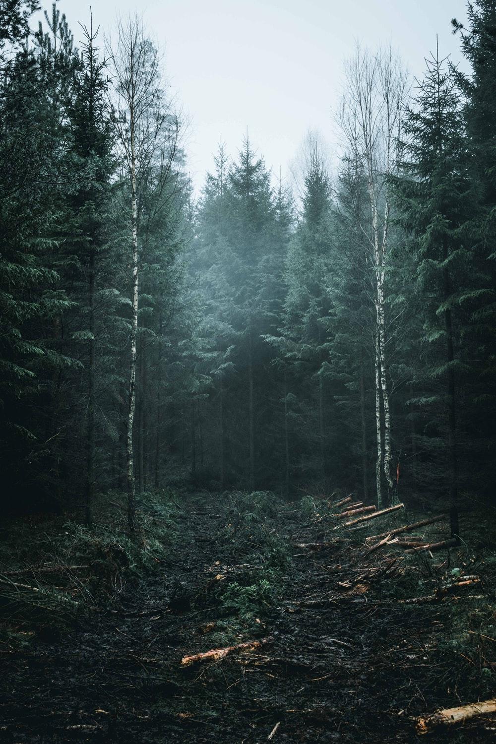 1000x1500 Moody Picture. Download Free Image