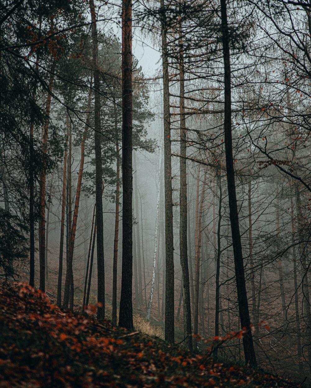 1000x1250 brown bare trees in forest during daytime photo