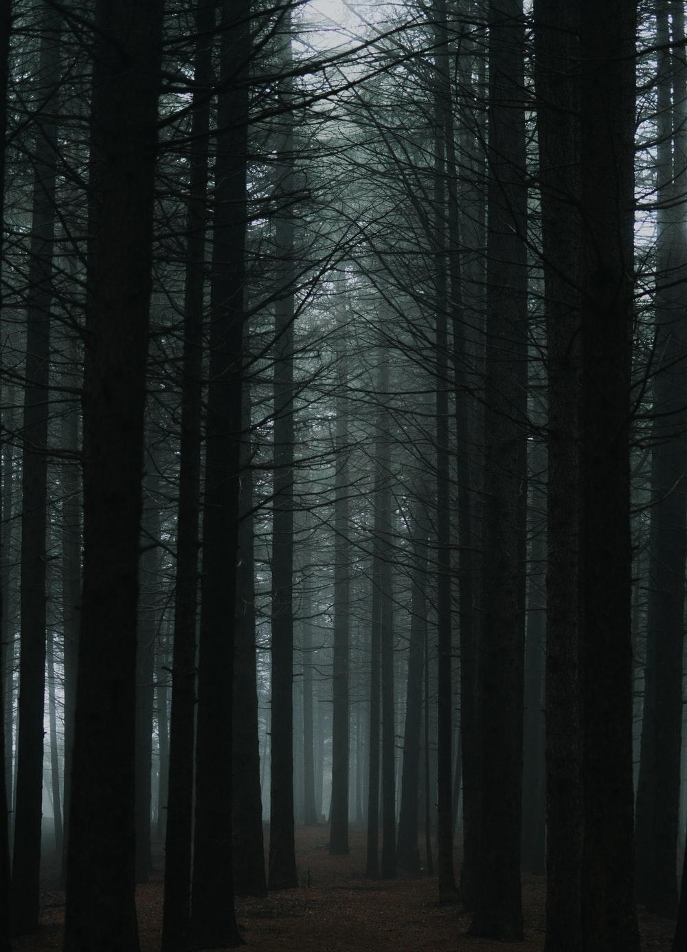 1000x1385 Dark Forest Picture [HD]. Download Free Image