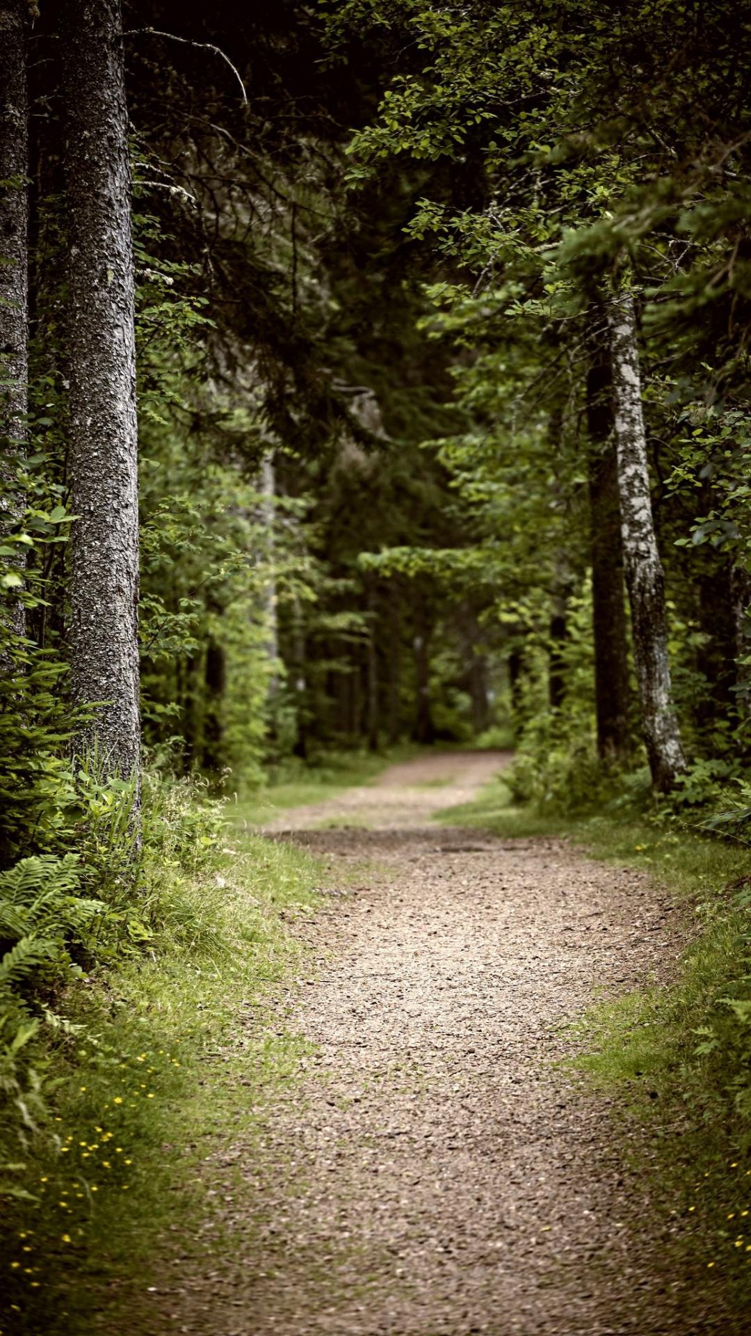 1080x1920 Free download Path in dark moody forest by Elena Elisseeva on 500px Scenic [1365x2048] for your Desktop, Mobile & Tablet. Explore HD Forest Background. Forest HD Wallpaper, Forest Wallpaper