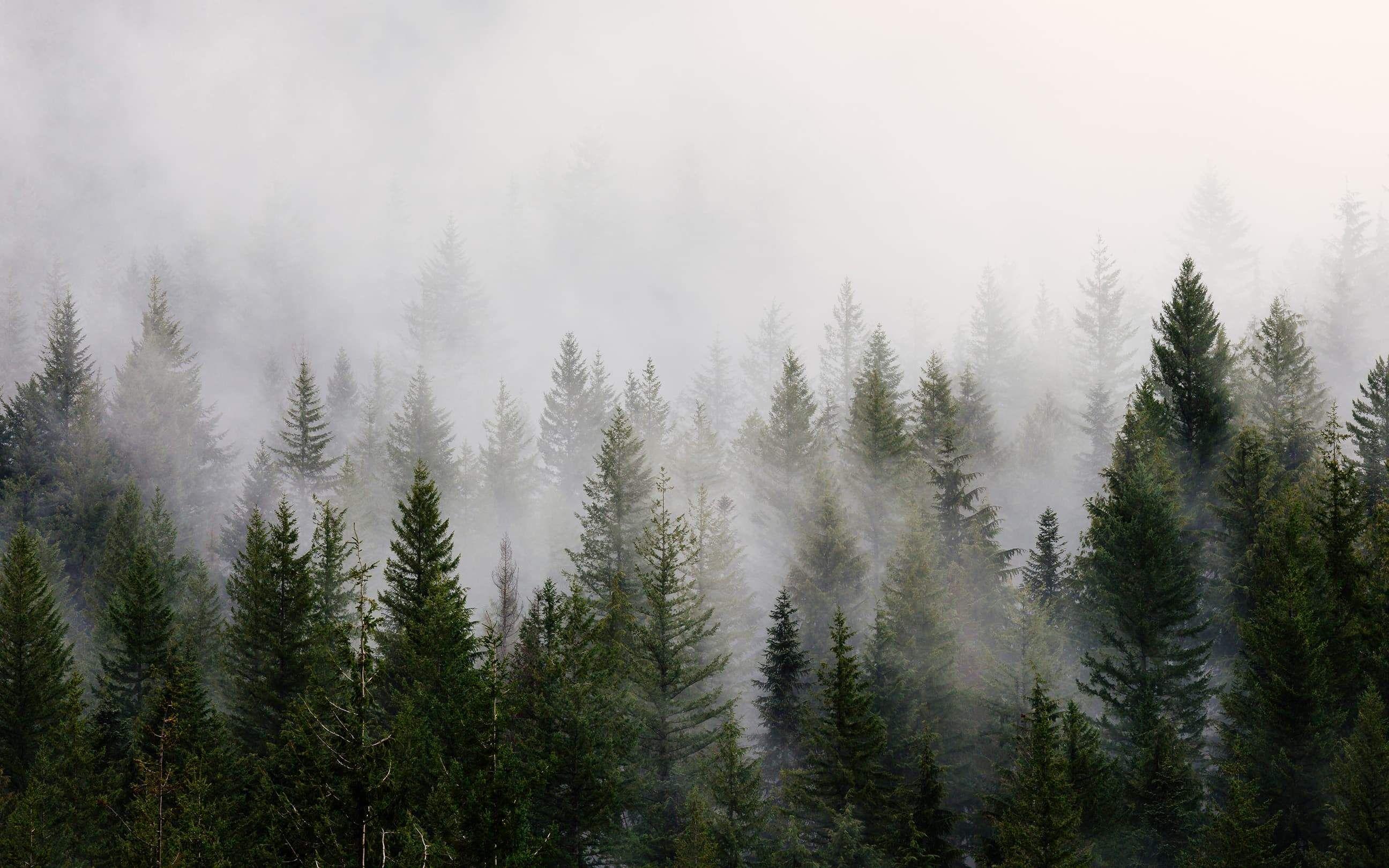 2592x1620 Wildwood. Landscape picture, Mountain landscape photography, Forest photography