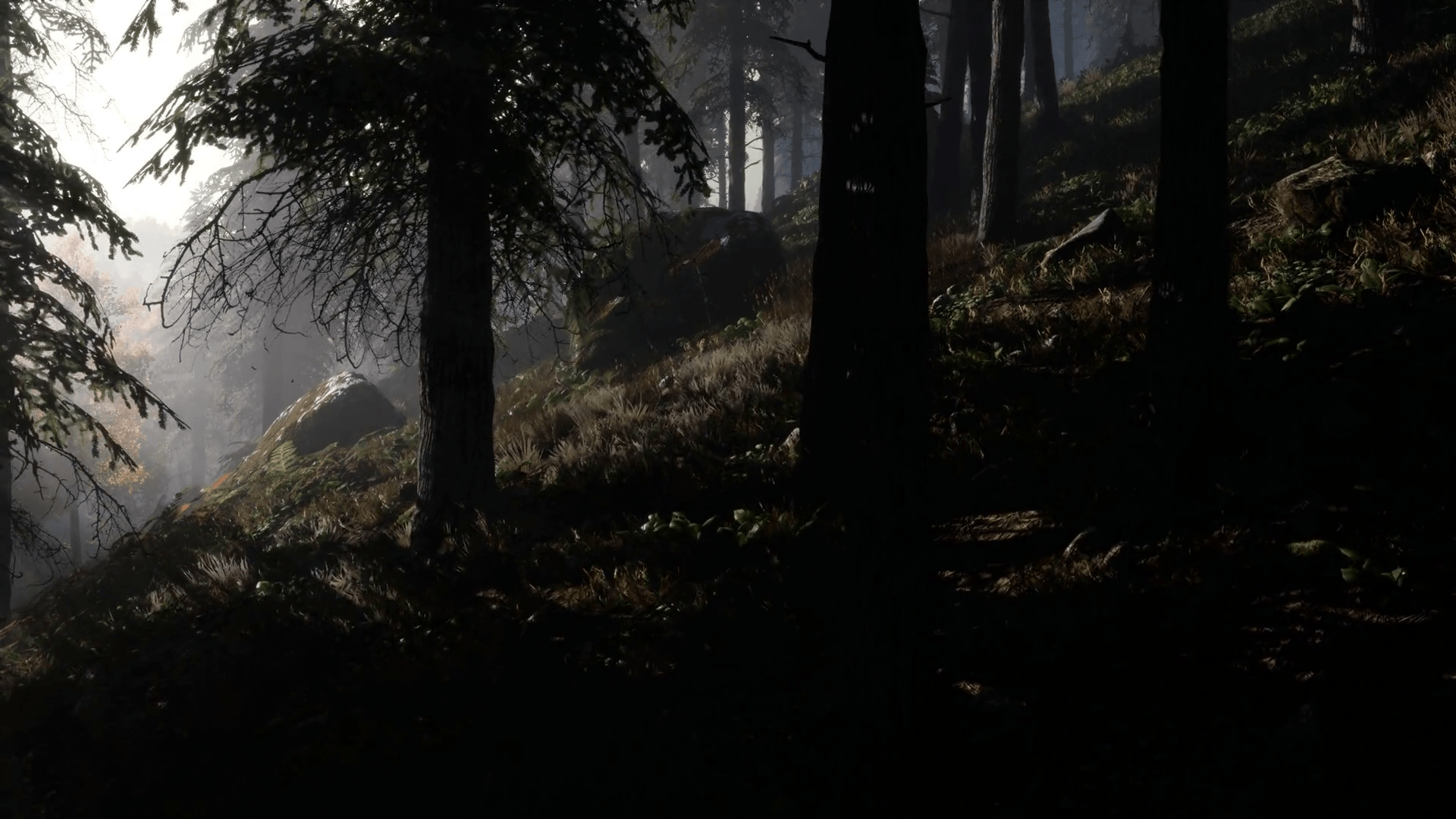 1920x1080 Calm moody forest in misty fog in the morning Motion Background