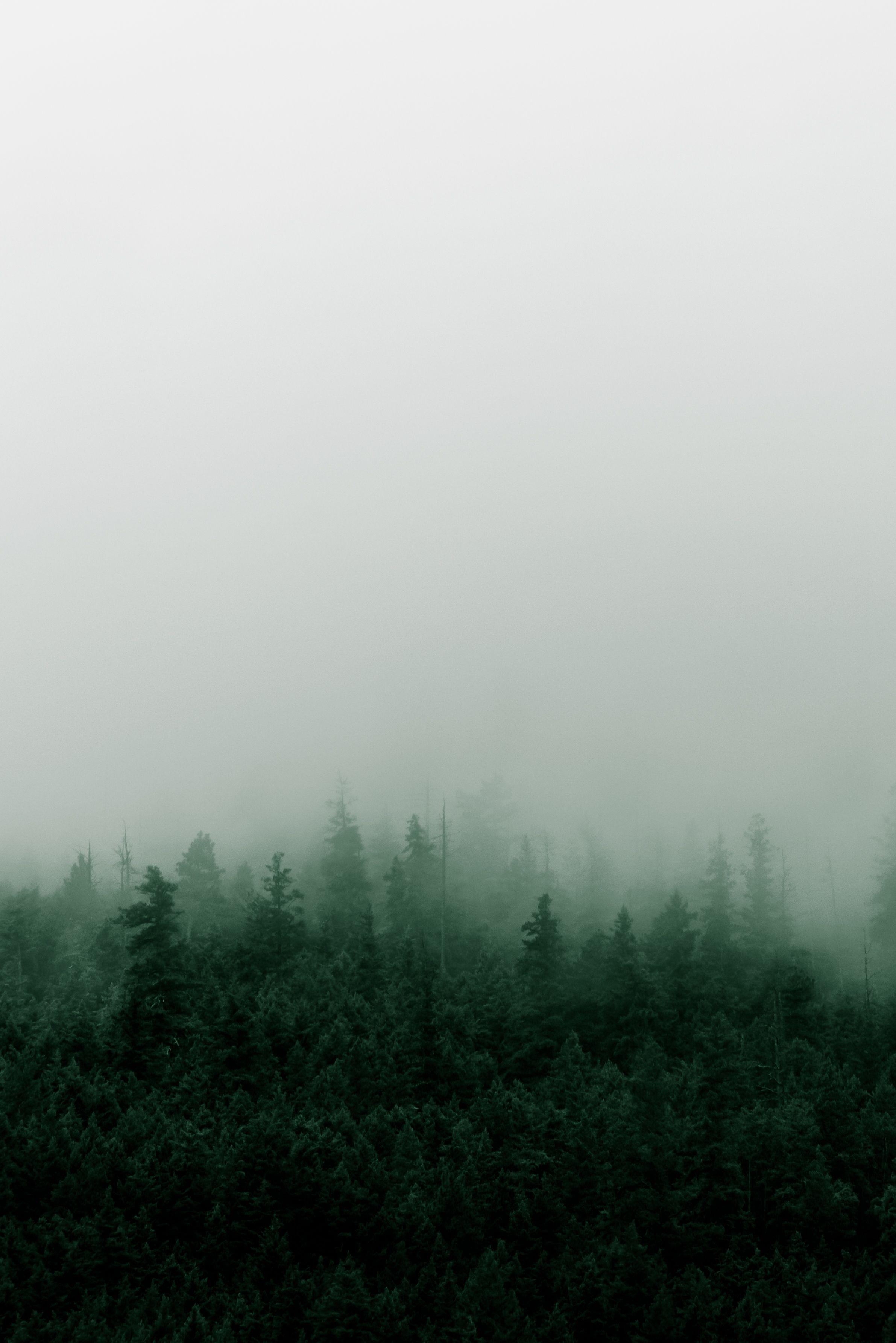 2382x3568 Misty Mountain Forest in the Rain. Fog photography, Dark green aesthetic, Mountain aesthetic