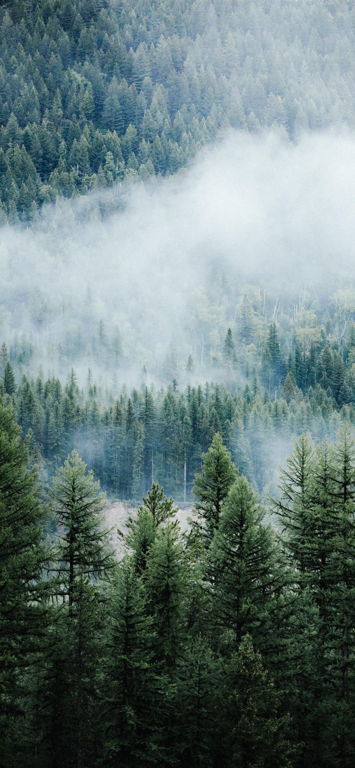 1242x2688 A Moody Morning iPhone 11 Wallpaper Free Download
