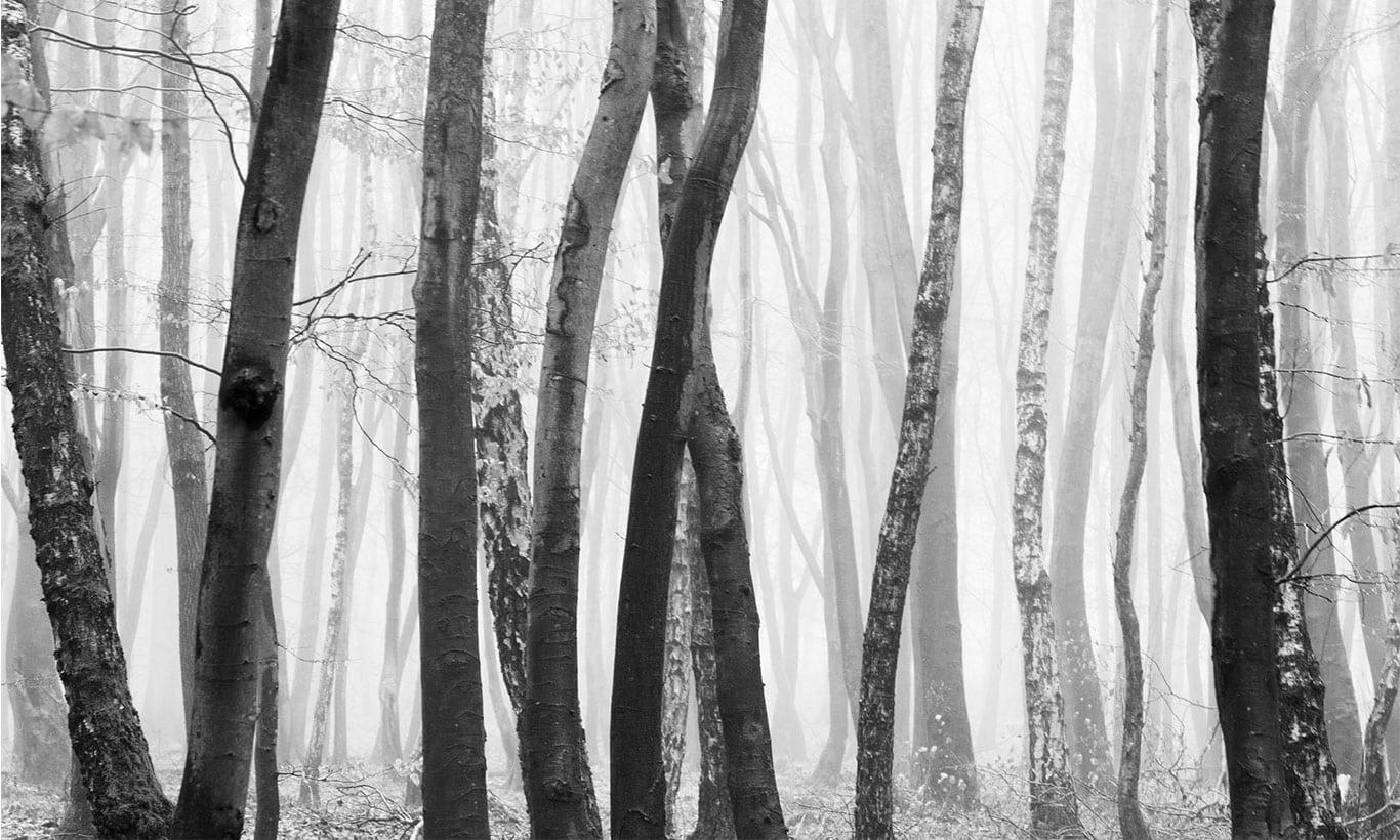 1366x820 Moody Black and White Forest Wallpaper Mural