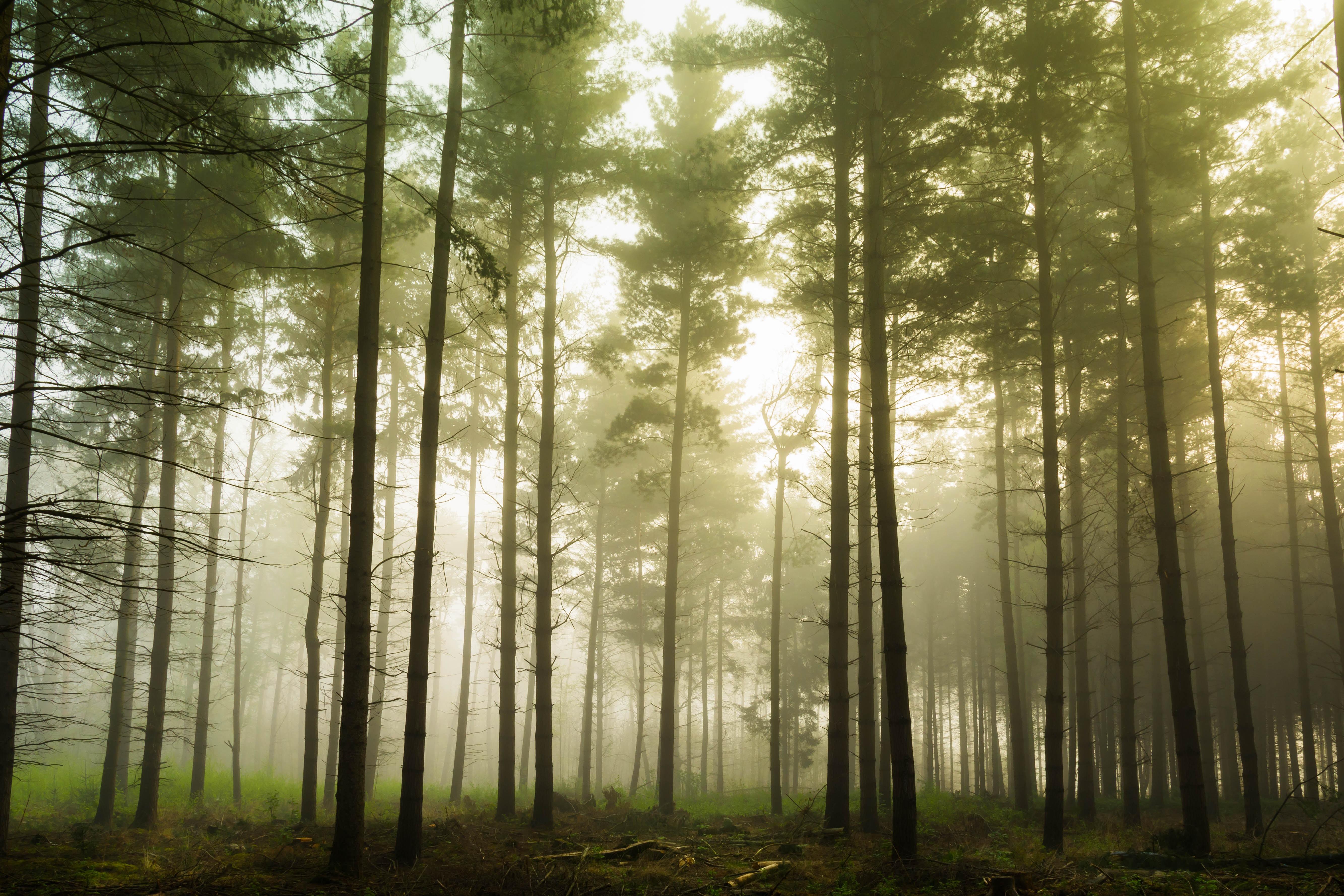 5335x3557 forest road HD wallpaper, background