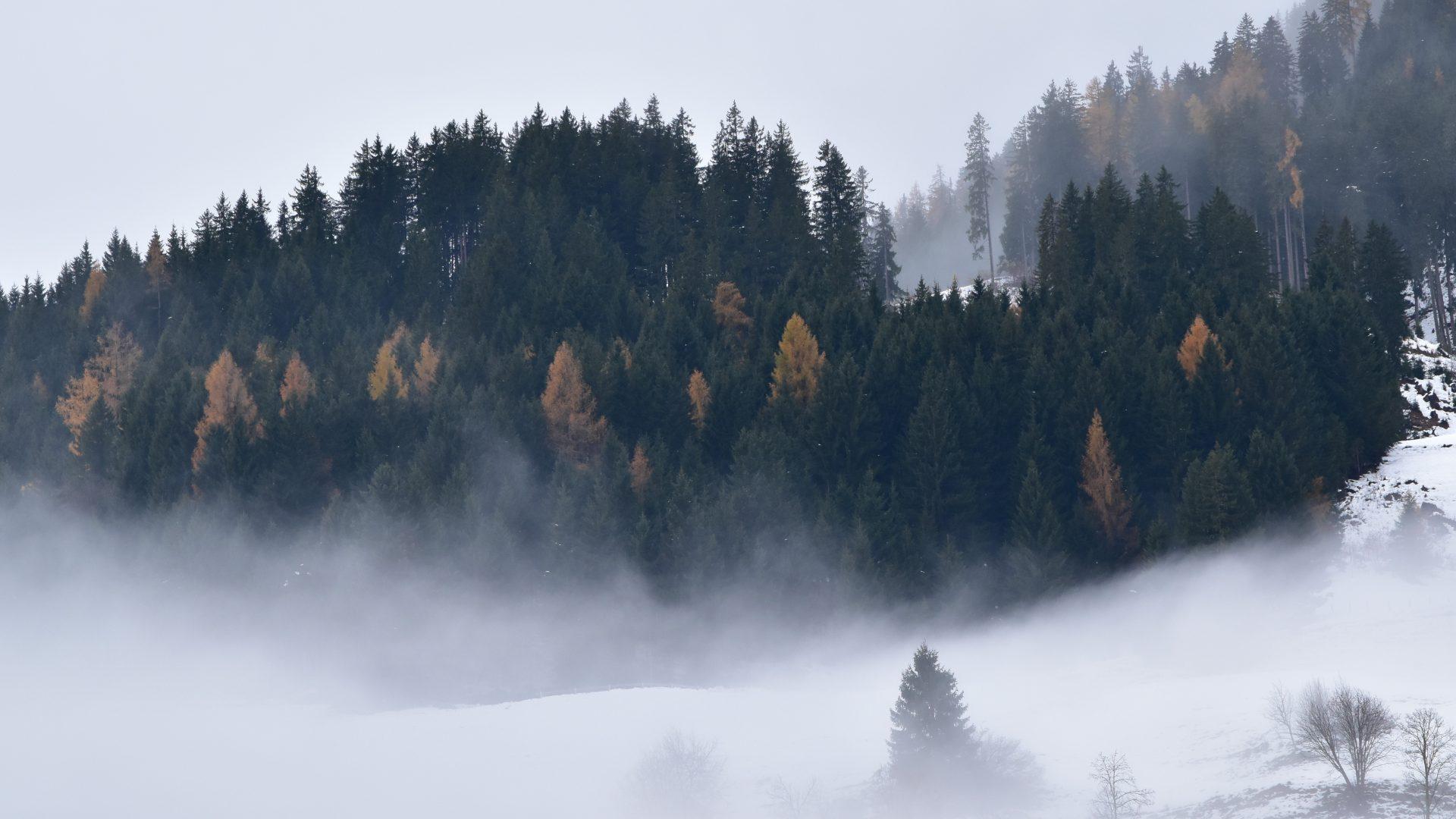 1920x1080 Moody forest