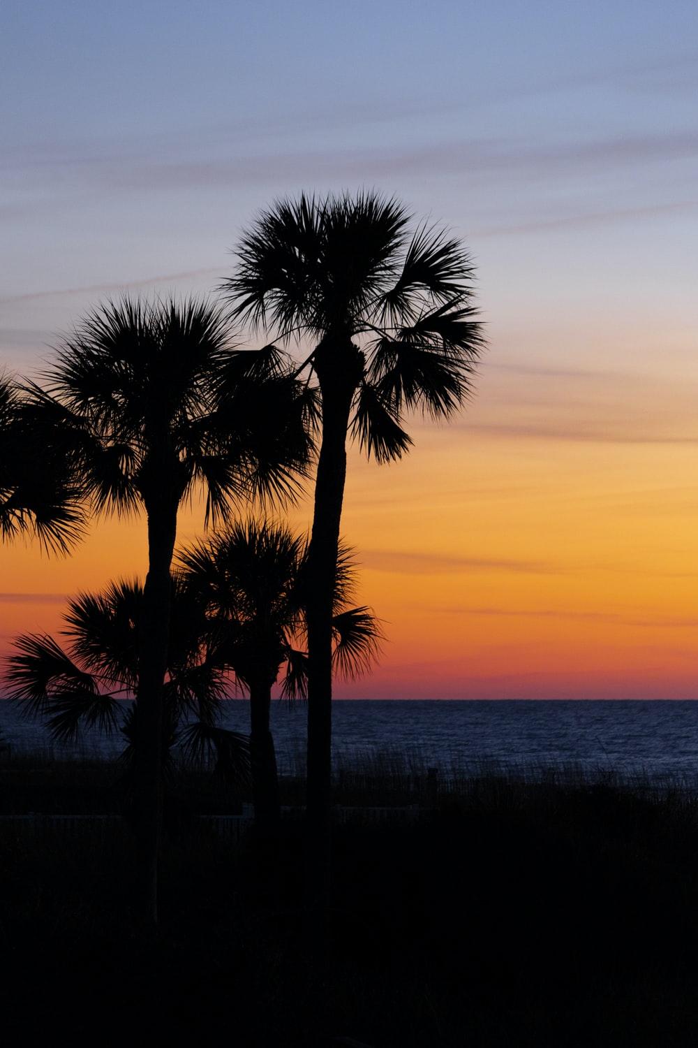 1000x1500 South Carolina Picture. Download Free Image