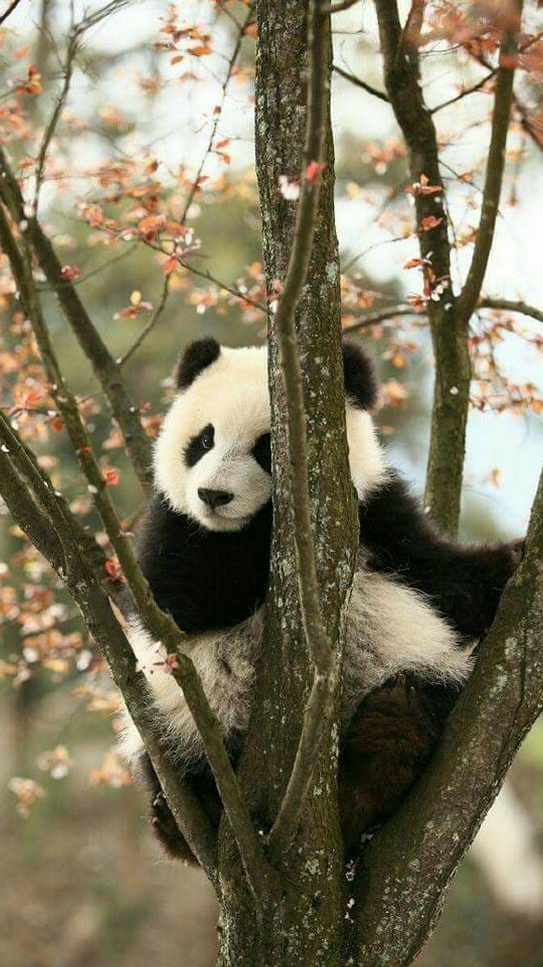 1080x1920 Anime Wallpaper iPhone Panda