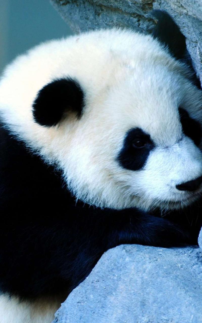 800x1280 Free download Cute Panda [1040x1526] for your Desktop, Mobile & Tablet. Explore Kawaii Panda iPhone Wallpaper. Cute Panda Wallpaper, Cartoon Panda Wallpaper, Panda Bear Wallpaper