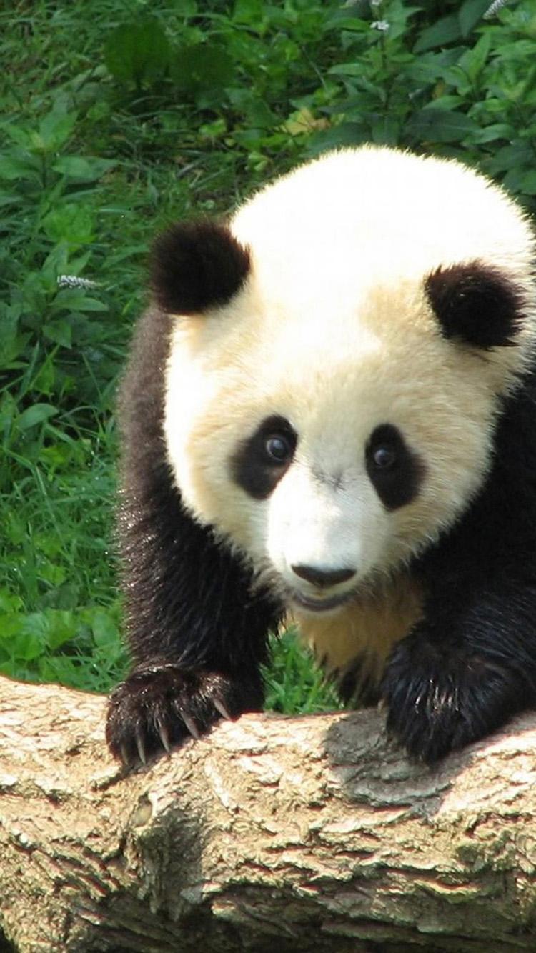 750x1334 Free download Cute panda iPhone 6 Wallpaper iPhone 6 Background and Themes [750x1334] for your Desktop, Mobile & Tablet. Explore Kawaii Panda iPhone Wallpaper. Cute Panda Wallpaper, Cartoon Panda Wallpaper, Panda Bear Wallpaper