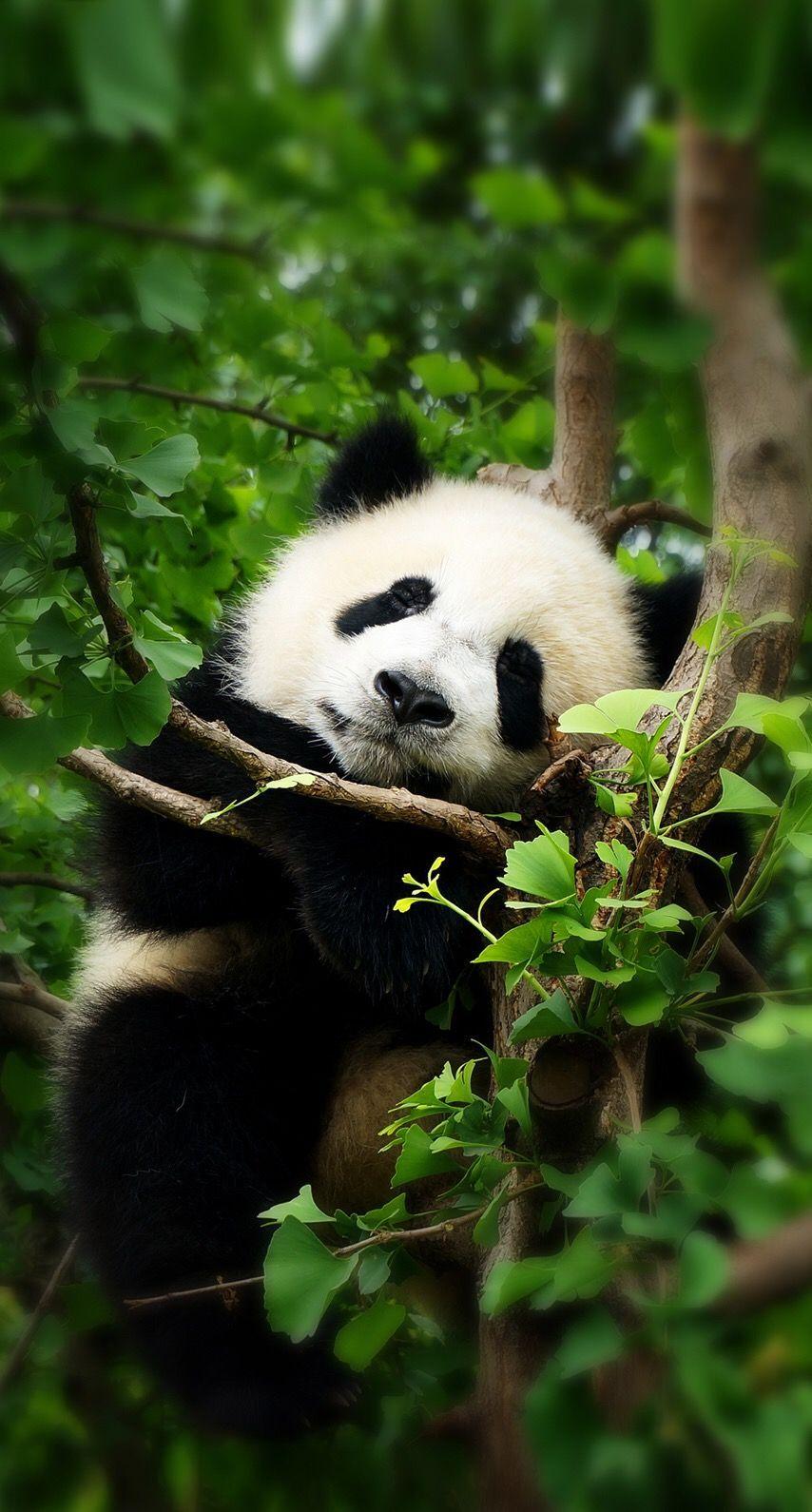 854x1590 Real Panda Wallpaper