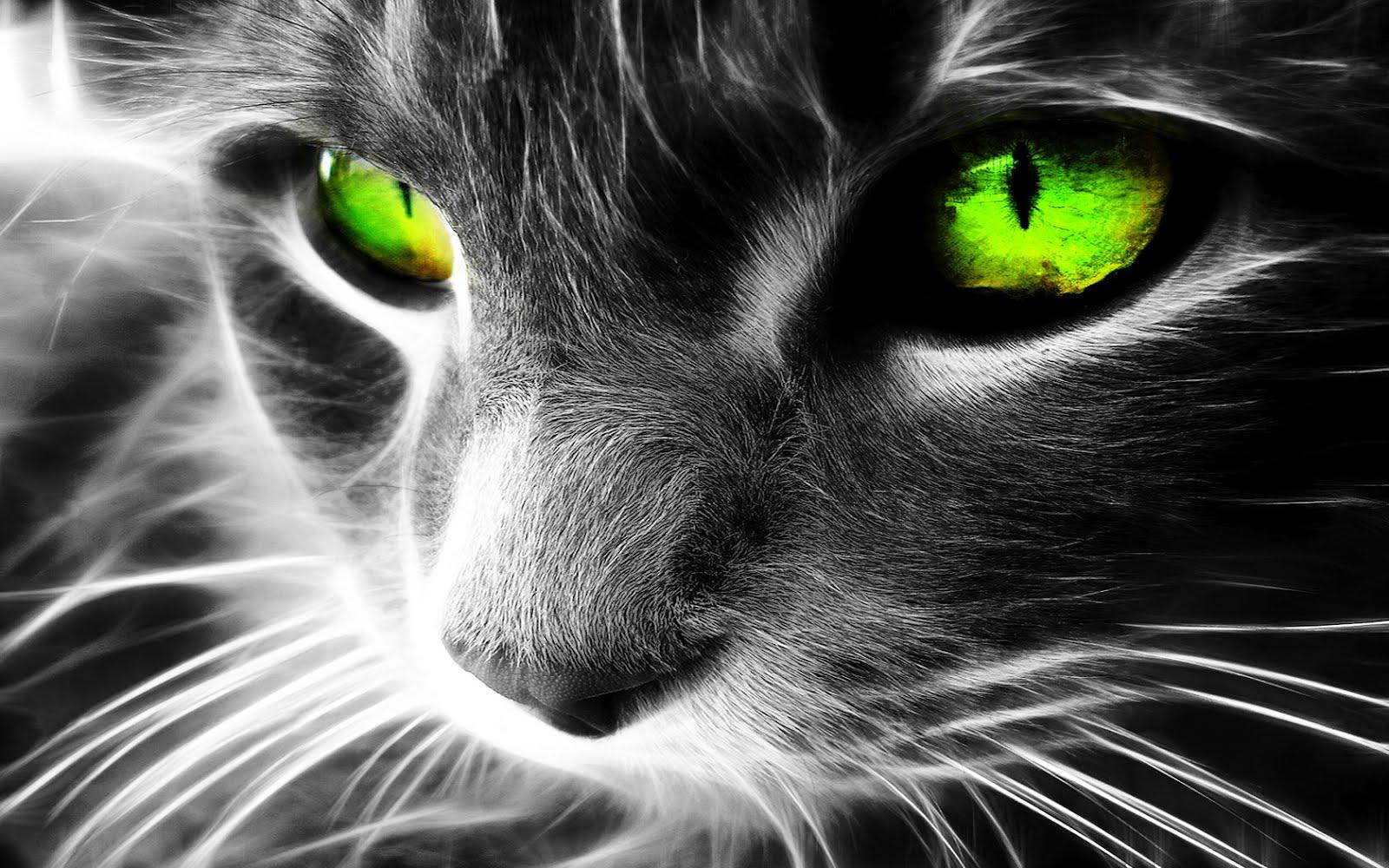 1600x1000 Black Cat Eyes Wallpaper