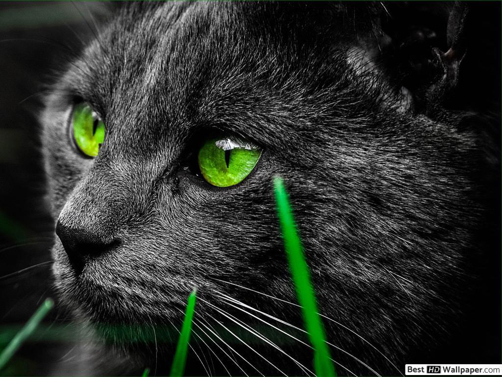 1024x768 The Bombay cat, black cat with green eyes HD wallpaper download