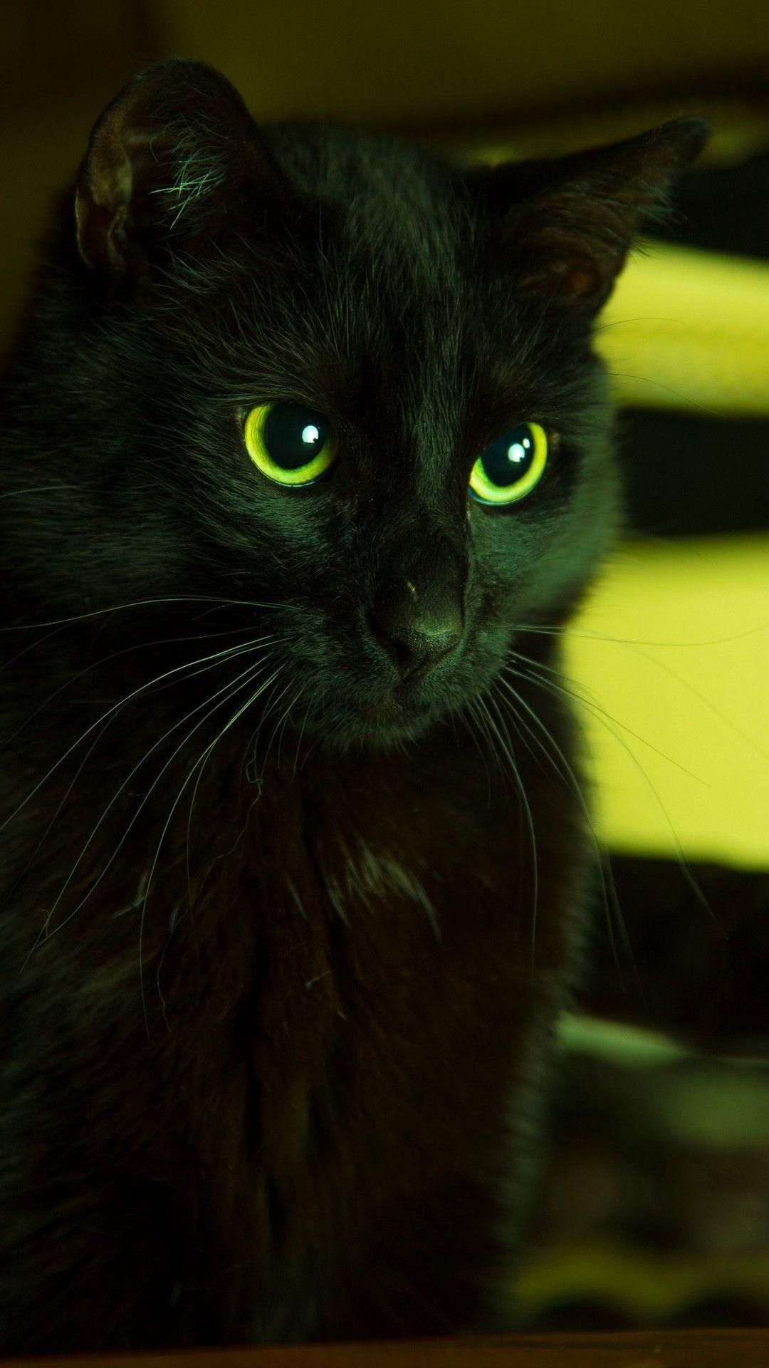1080x1920 save=follow. Papel de parede de gato, Olhos verdes, Gatos
