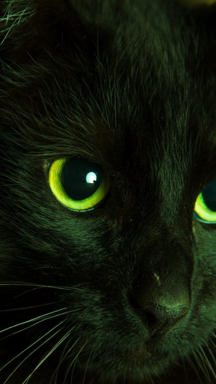 Black Cat Green Eyes Wallpapers Top Free Black Cat Green Eyes Backgrounds WallpaperAccess