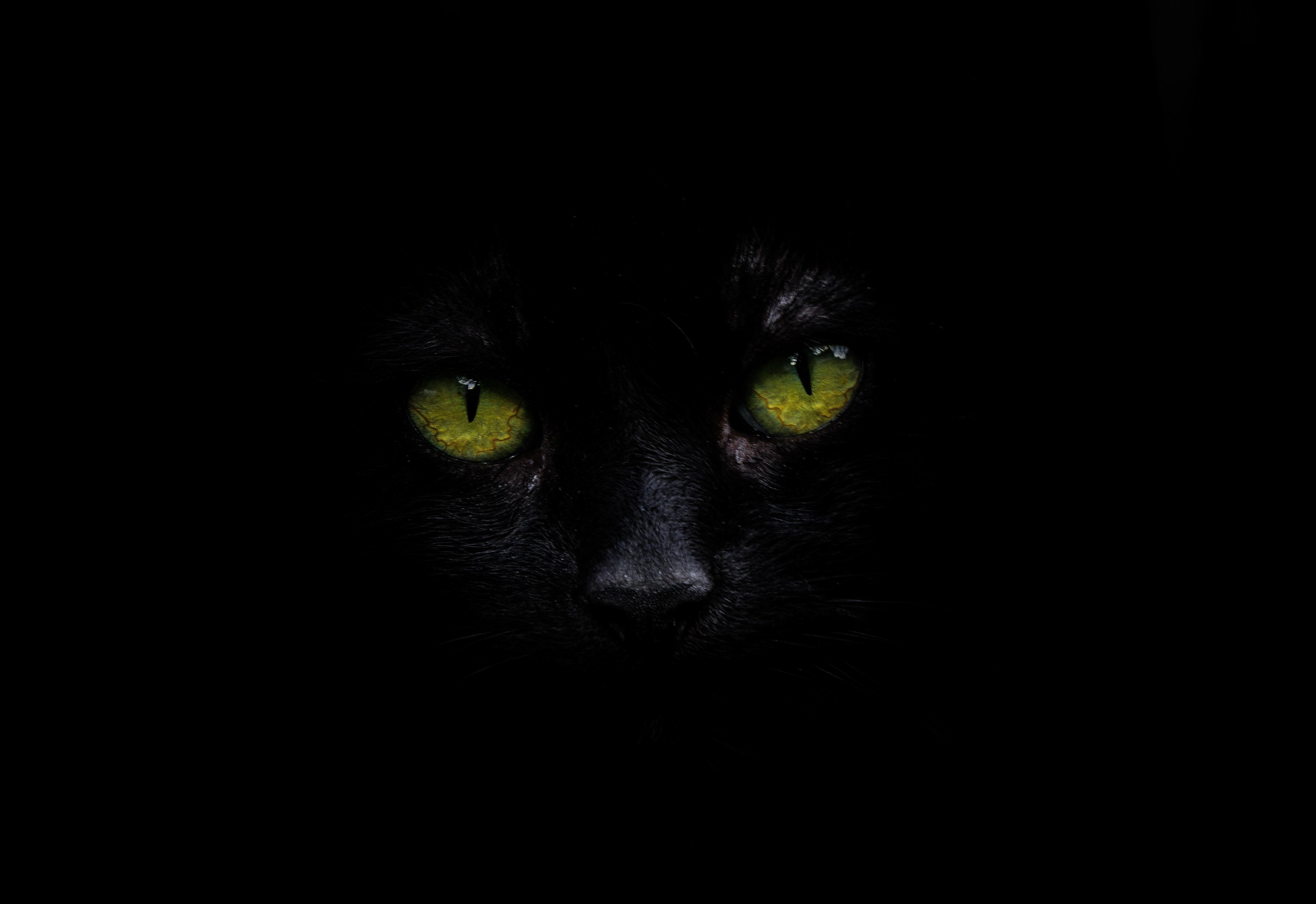4782x3287 4782x3287 #eye, #art, #black, #Free , #po, #wallpaper, #detail, #face, #gezicht, #cat, #urban, #nose, #feline, #cat eye, #green, #kat, #cat face, #pet, #noo, #black background, #nature. Mocah HD Wallpaper