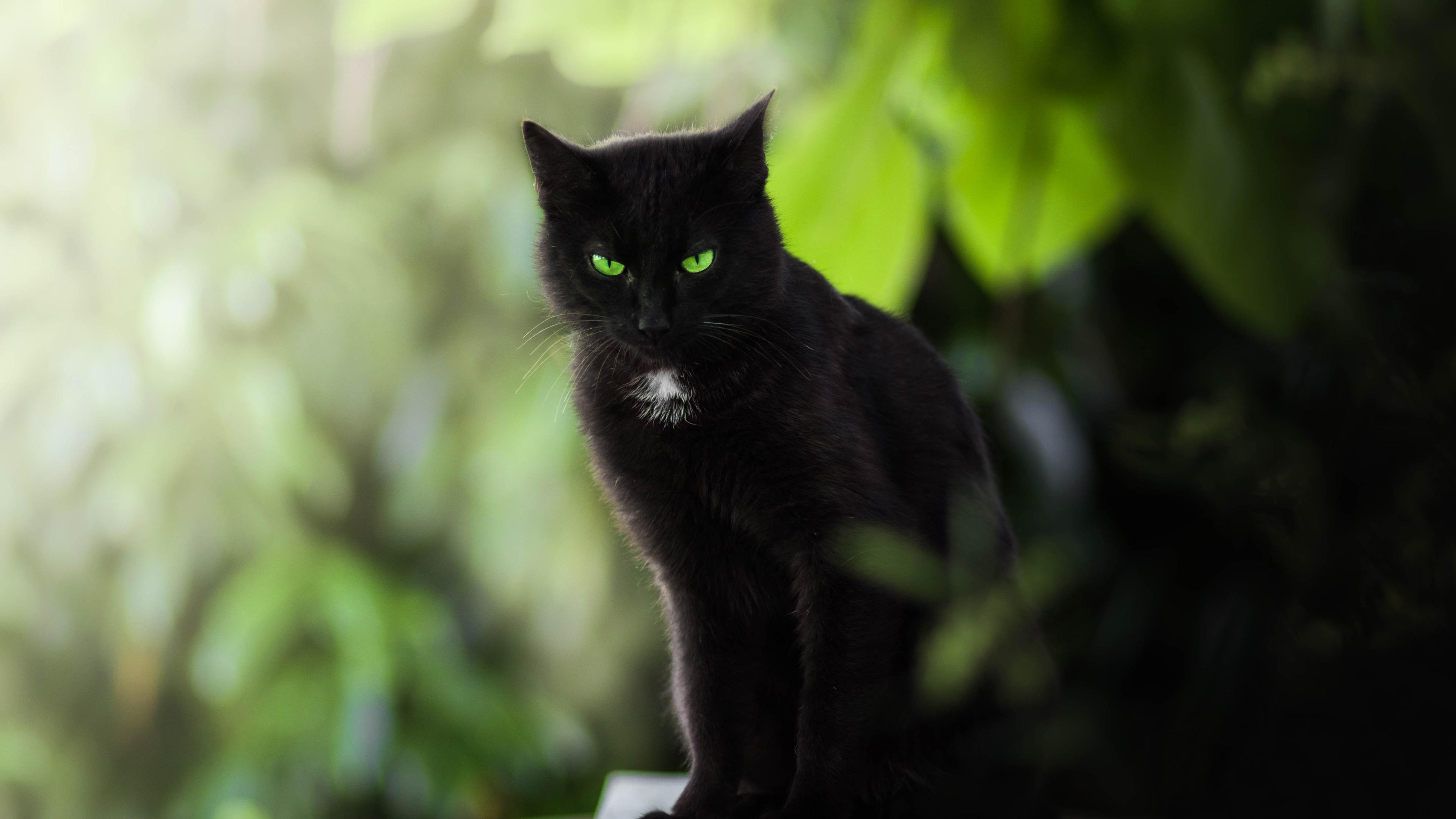 3840x2160 Wallpaper Black cat, green eyes 3840x2160 UHD 4K Picture, Image