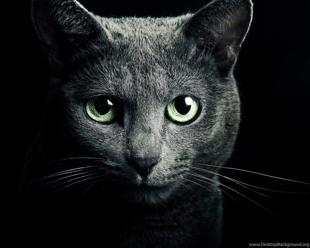 Black Cat Green Eyes Wallpapers - Top Free Black Cat Green Eyes 