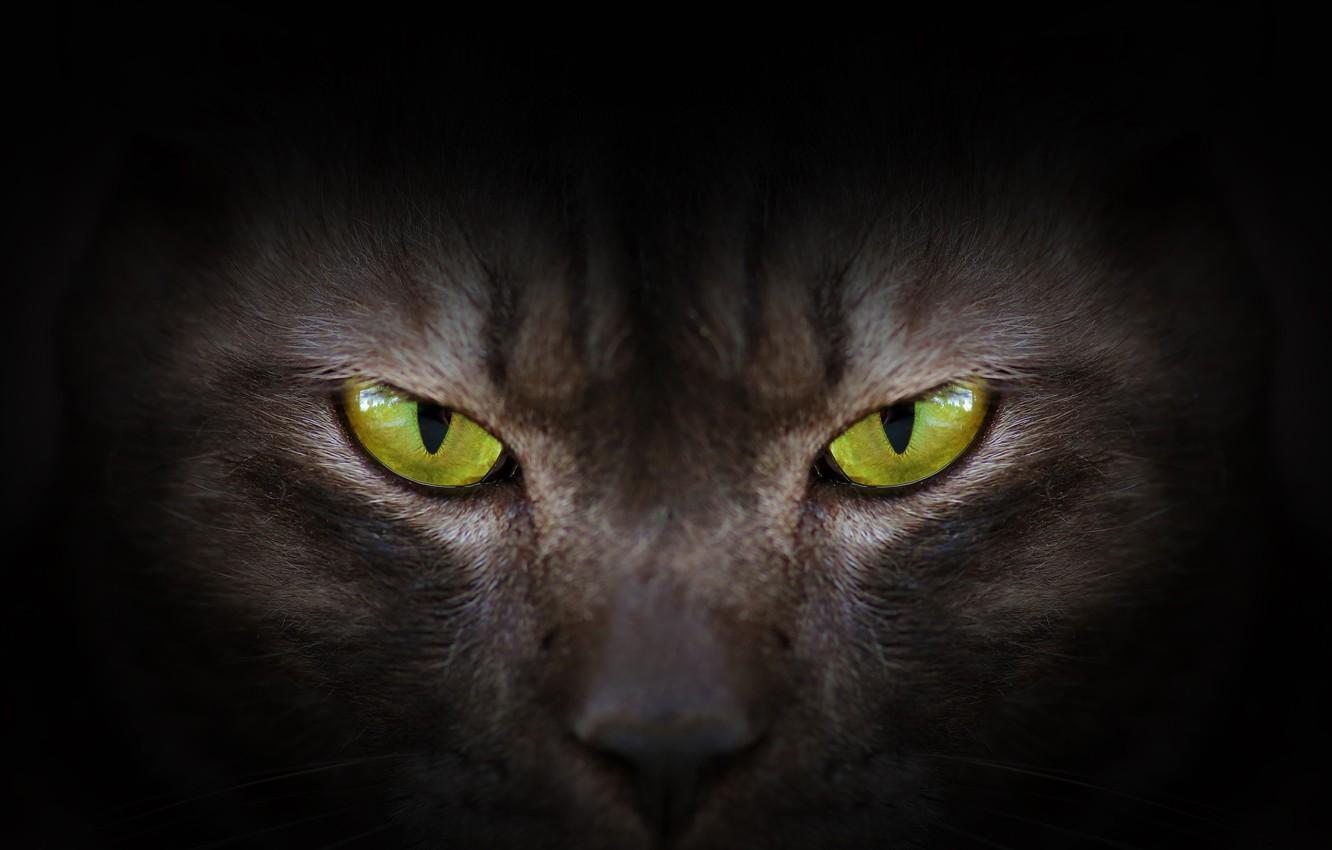 1332x850 Wallpaper eyes, look, green, black, eyes, cat, black cat image for desktop, section кошки