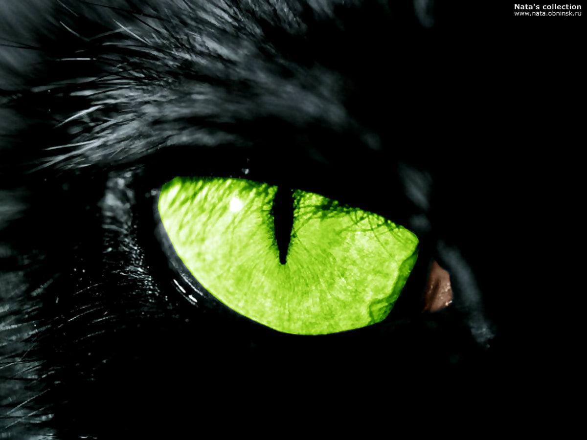 1200x900 Background Green, Cats, Black. Download Free picture