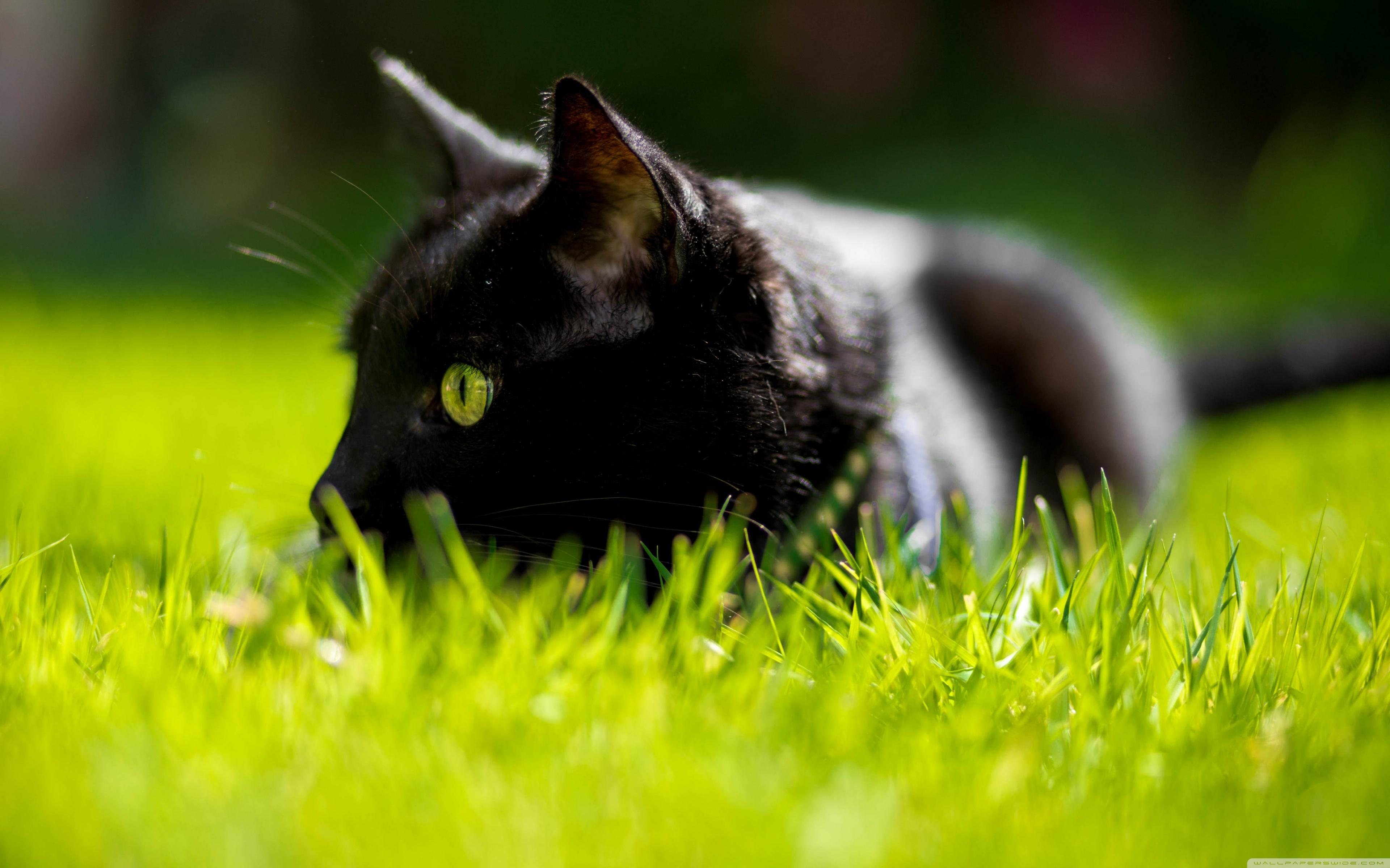 Black Cat Green Eyes Wallpapers - Top Free Black Cat Green Eyes ...