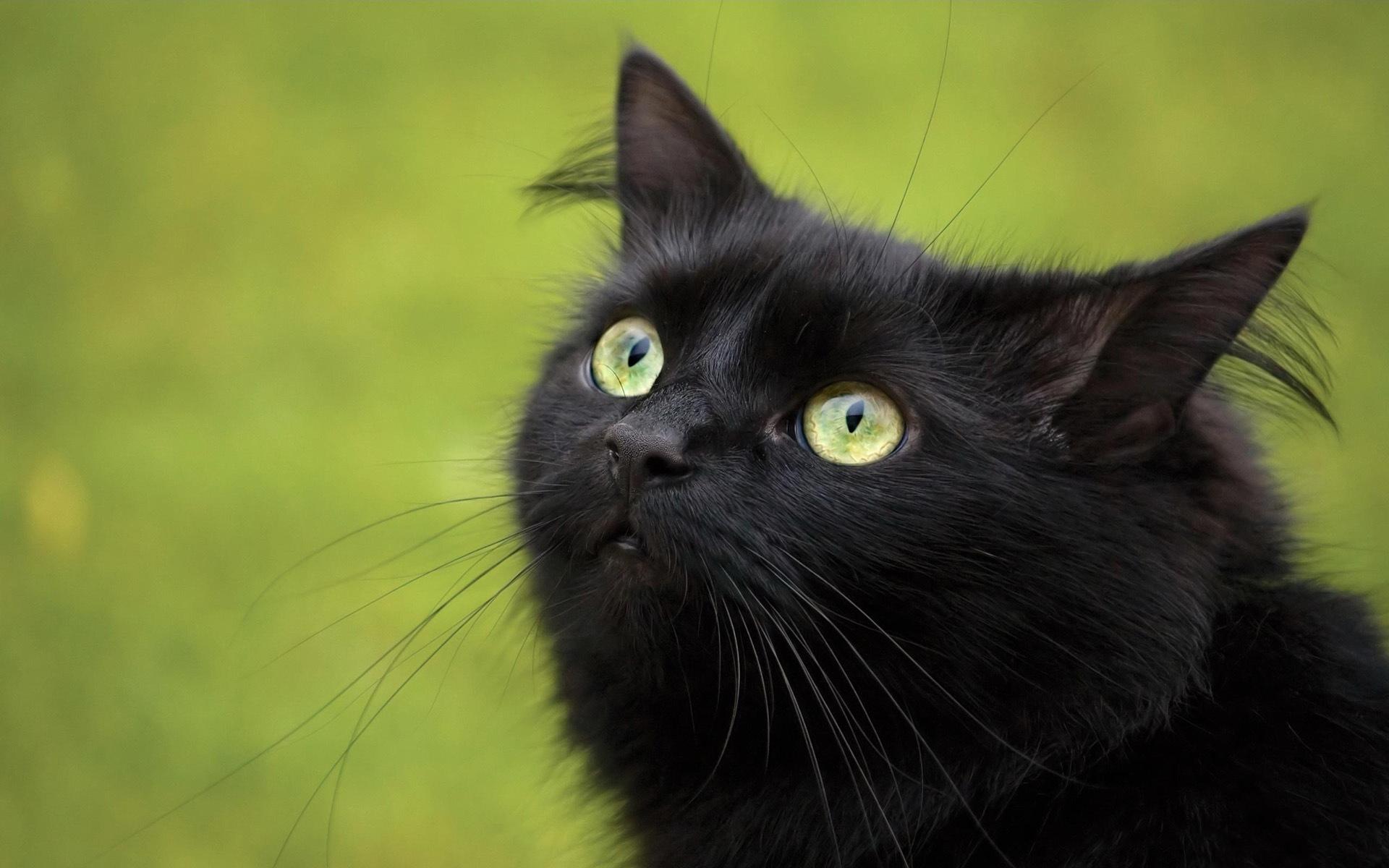 1920x1200 Download Wallpaper black green cat, 1920x Black Cat with Green Eyes