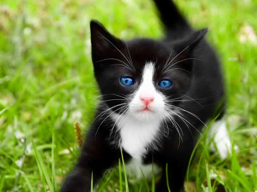 1024x768 Black Cats With Blue Eyes wallpaper in 1024x768 resolution