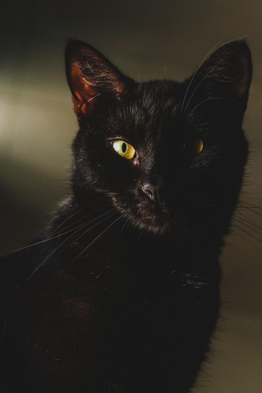1000x1500 black cat with green eyes photo