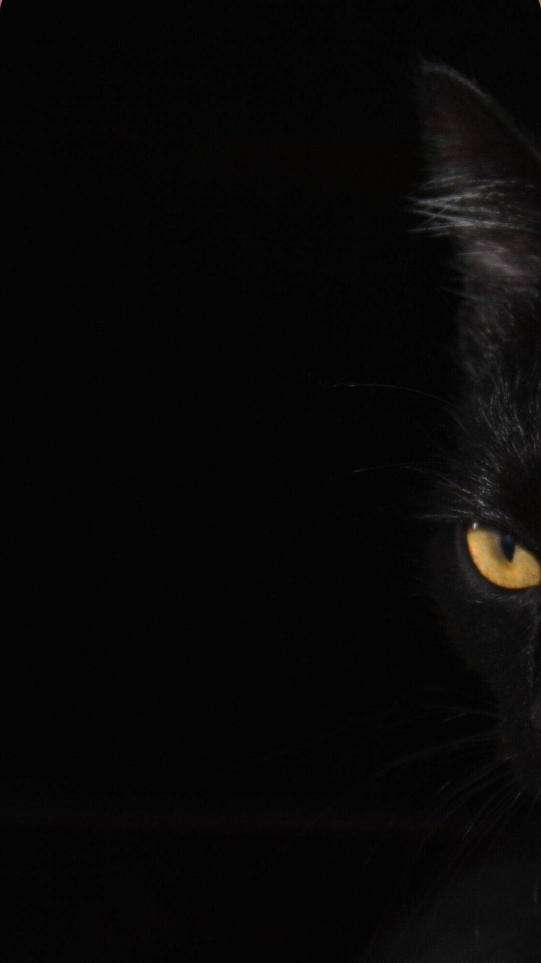 1080x1920 Black Cat Wallpaper For iPhone. I Photograph Black Shelter Cats