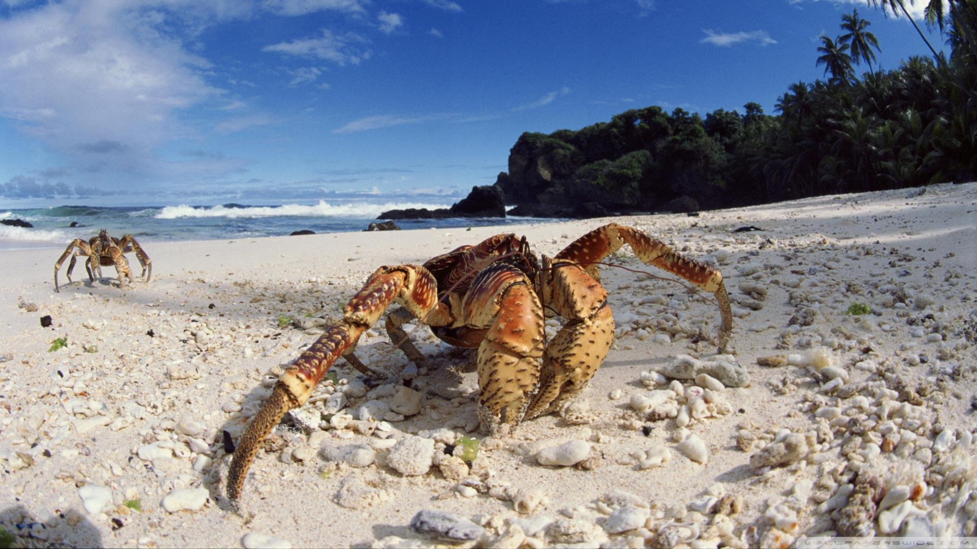 1920x1080 Download Coconut Crab On Beach Christmas Island Indian Ocean Wallpaper 1920x1080