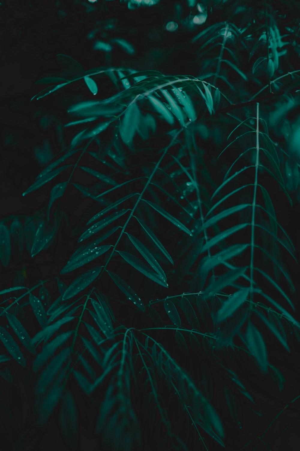 1000x1500 Dark Green Leaf Picture. Download Free Image