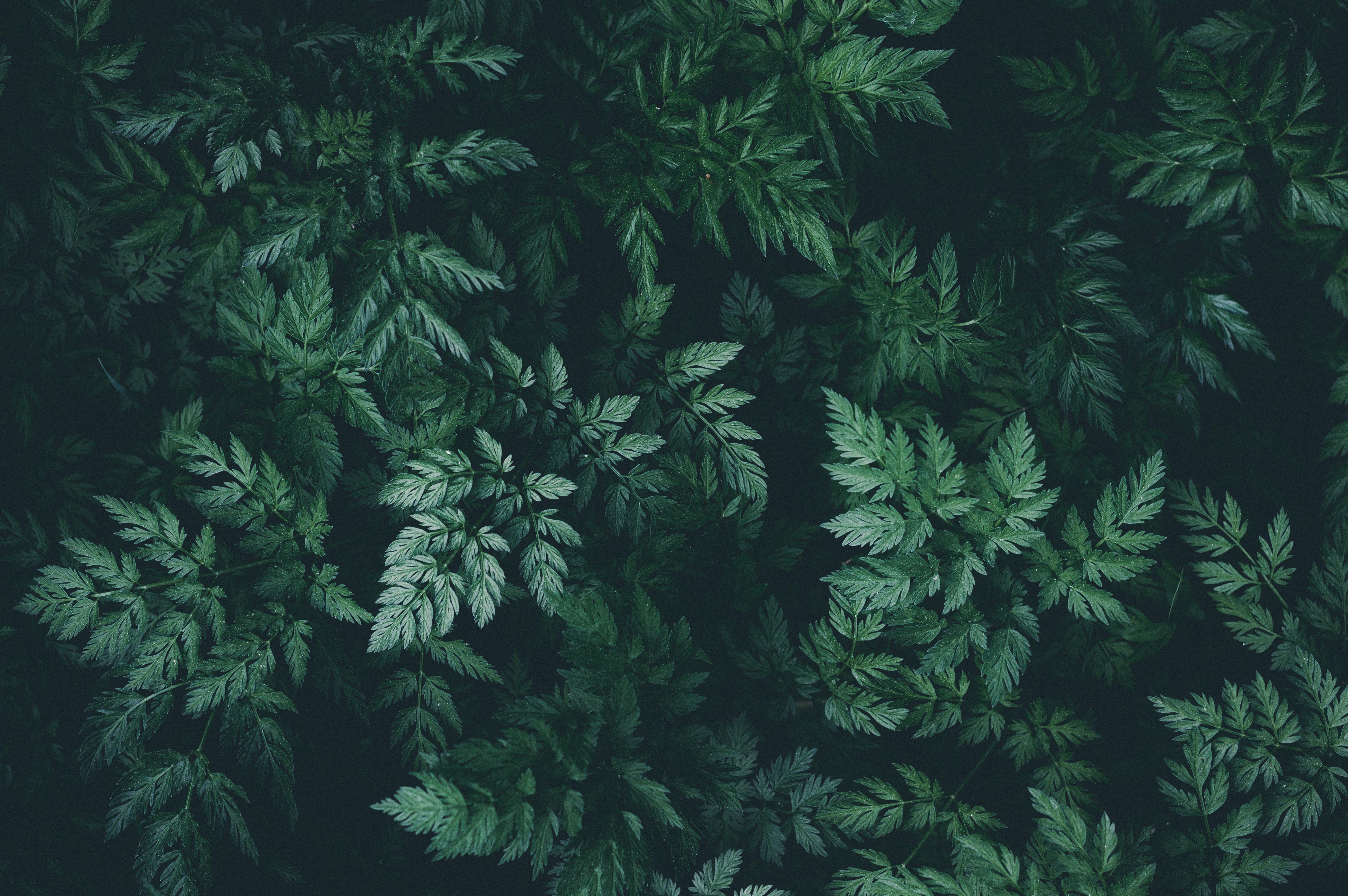 Wallpaper With Green Foliage Pattern Page Border Background Word Template  And Google Docs For Free Download