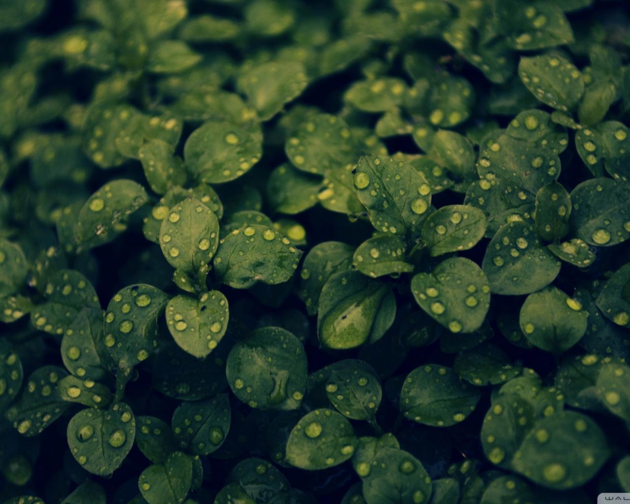 1280x1024 Free download Dark Green Plant Wallpaper 1920x1080 Dark Green Plant [1920x1080] for your Desktop, Mobile & Tablet. Explore Dark Green Wallpaper. Dark Green Wallpaper for Walls, Dark Green Wallpaper