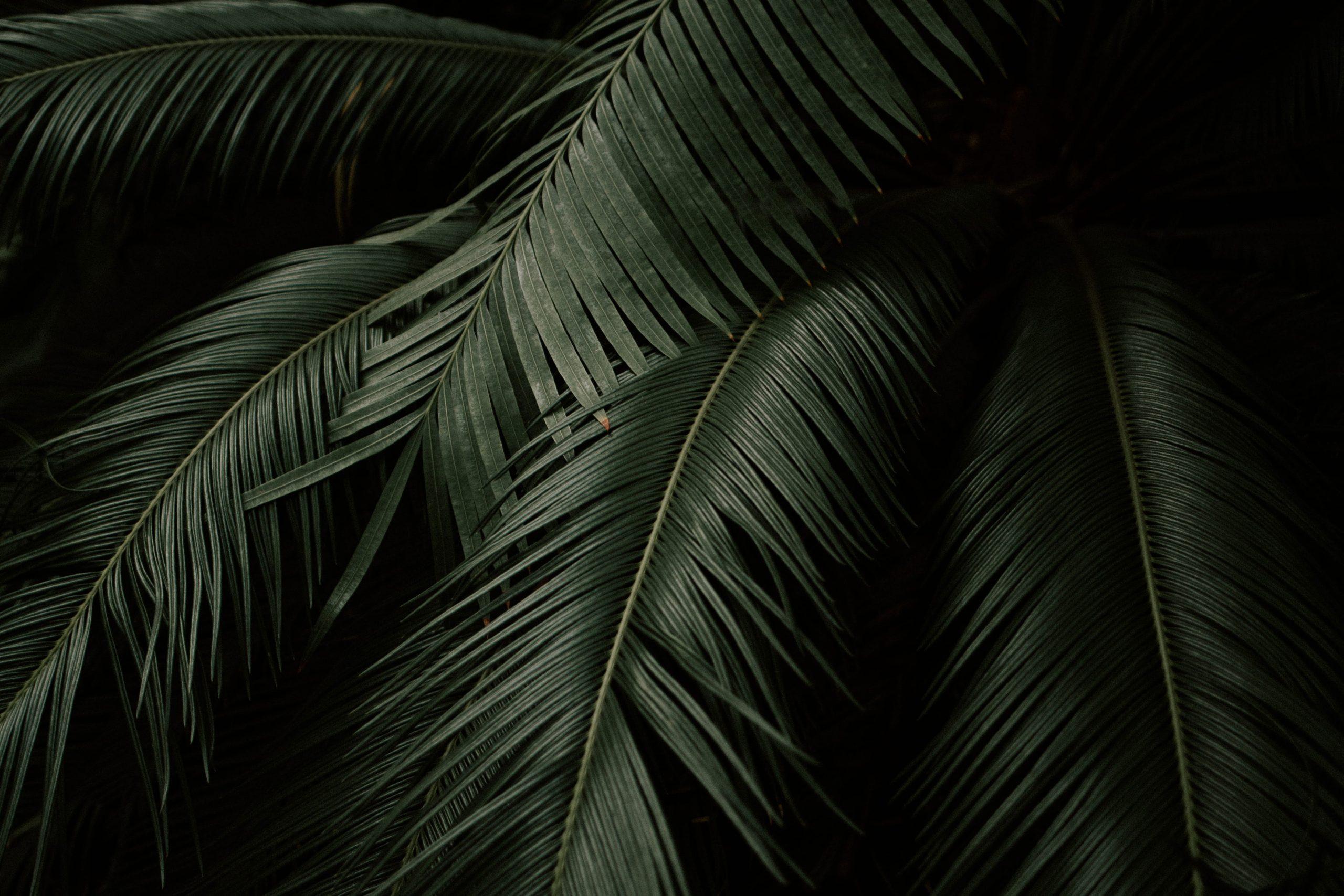 2560x1707 Wallpaper Green Coconut Tree Photo, Plant, Fern, Leaf • Wallpaper For You HD Wallpaper For Desktop & Mobile