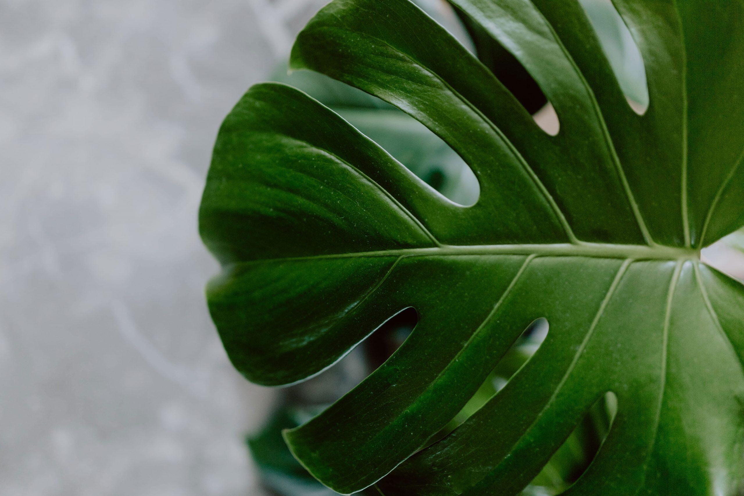 2560x1707 Wallpaper Dark Green Leaves Of Monstera, Copy Space • Wallpaper For You HD Wallpaper For Desktop & Mobile