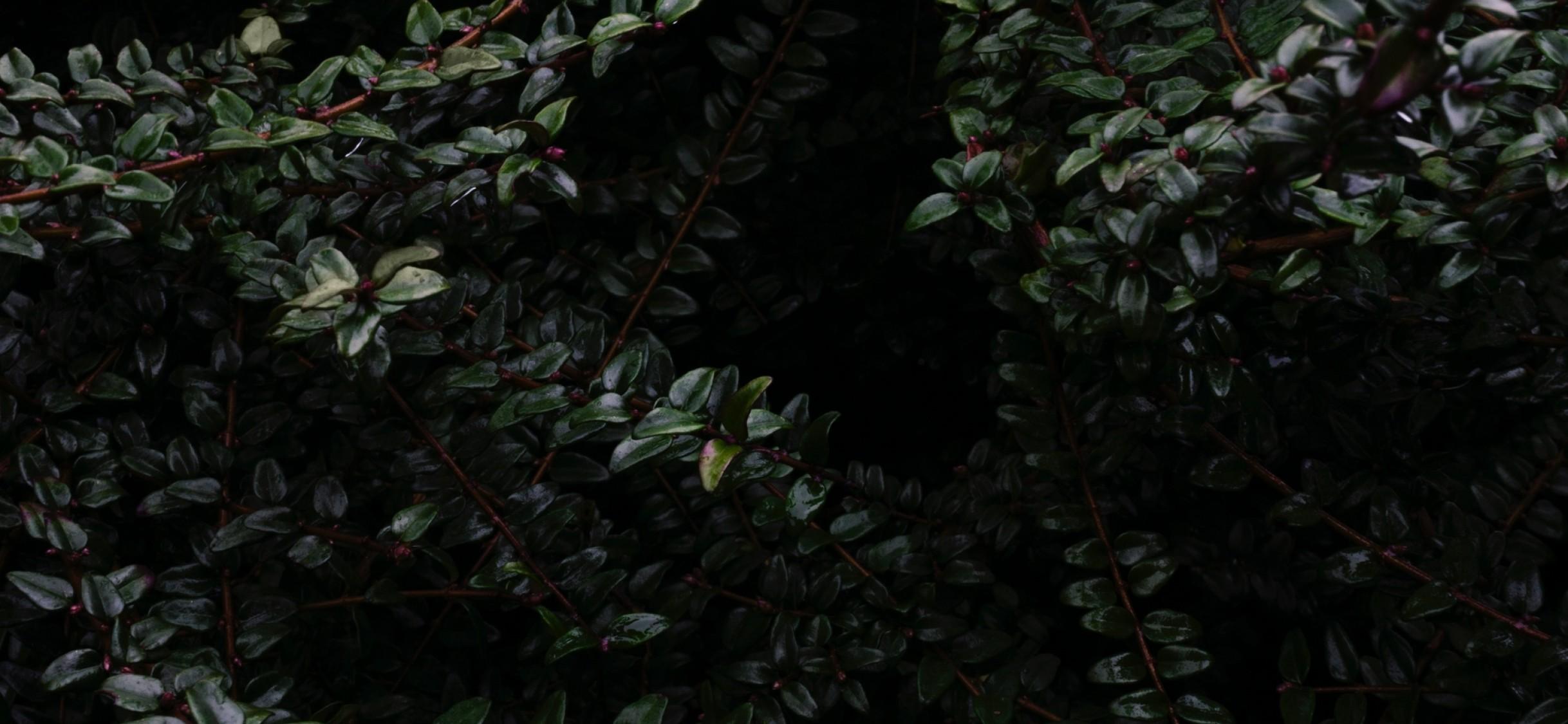 2436x1125 Dark green branches HD Wallpaper iPhone X