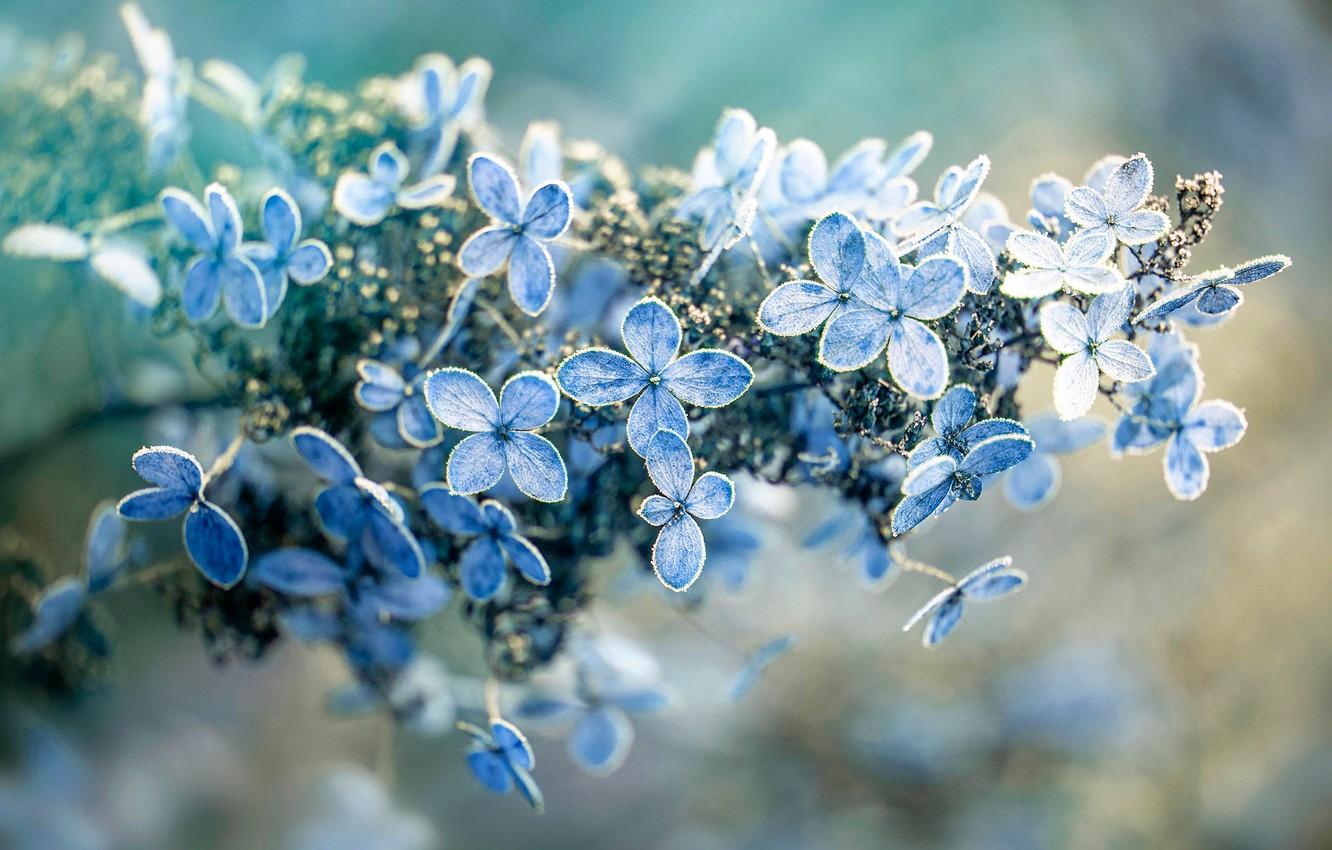 1332x850 Wallpaper frost, flowers, branch, blue, bokeh, hydrangea image for desktop, section цветы