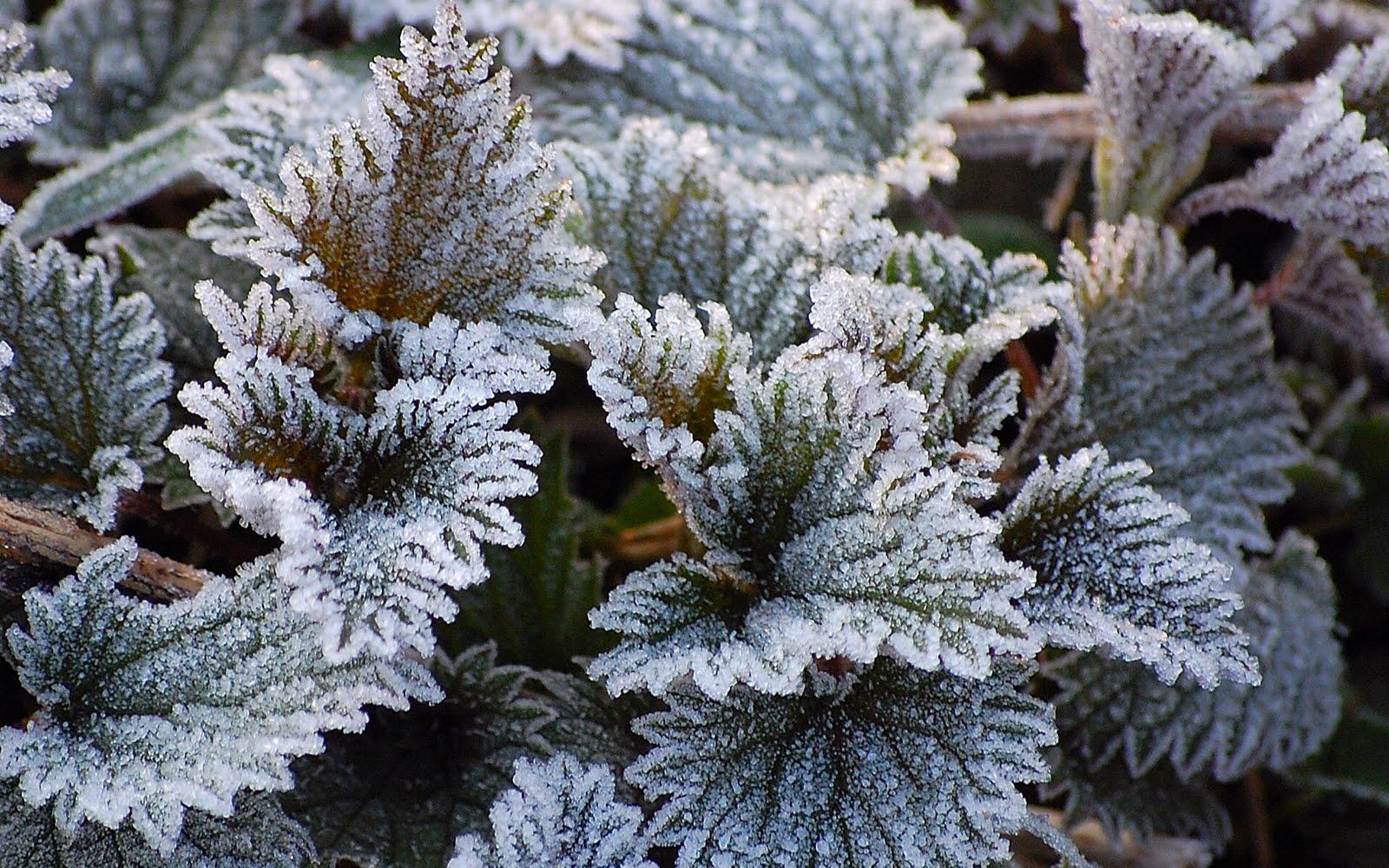 1600x1000 Desktop Background Wallpaper: Frost Flower Wallpaper Background