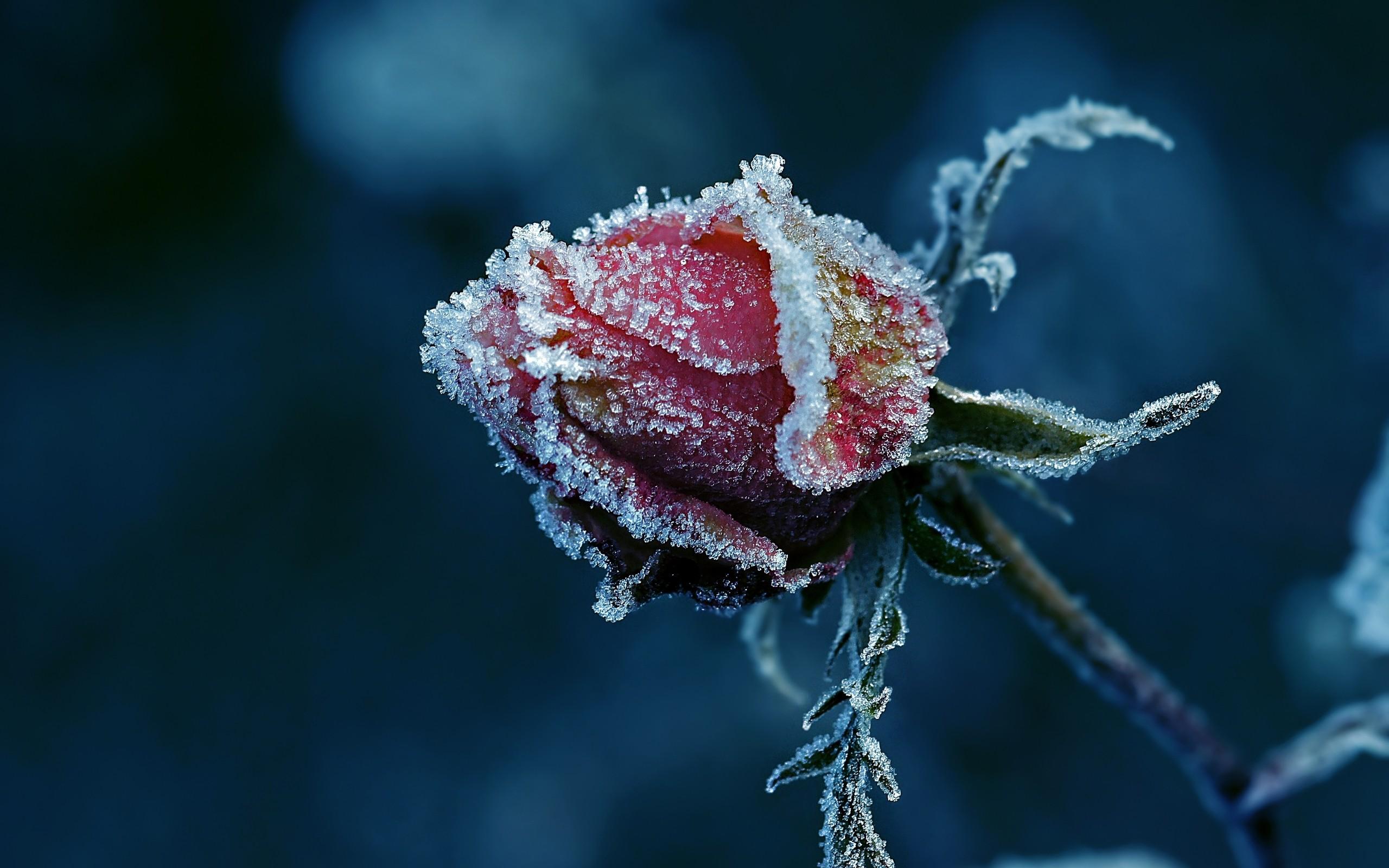 2560x1600 flowers, frost, roses wallpaper