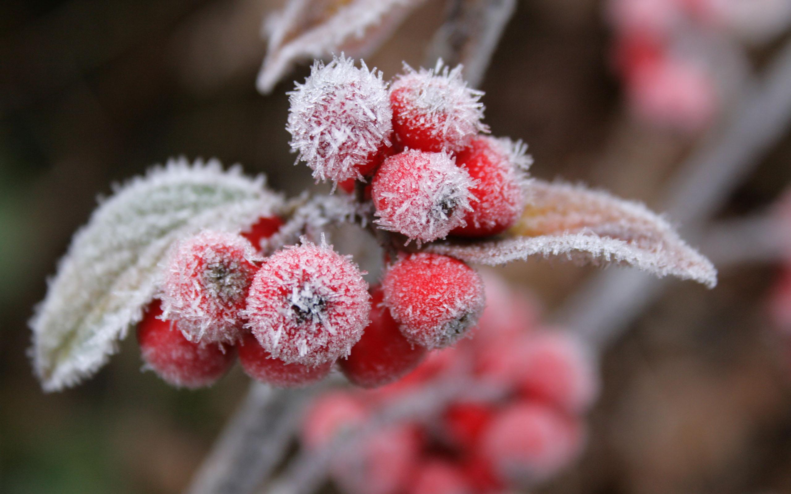 Frost Flowers Wallpapers - Top Free Frost Flowers Backgrounds ...