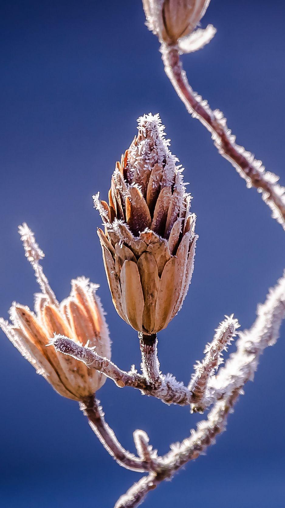 938x1668 Download Wallpaper 938x1668 Branch, Frost, Flowers Iphone 8 7 6s 6 For Parallax HD Background