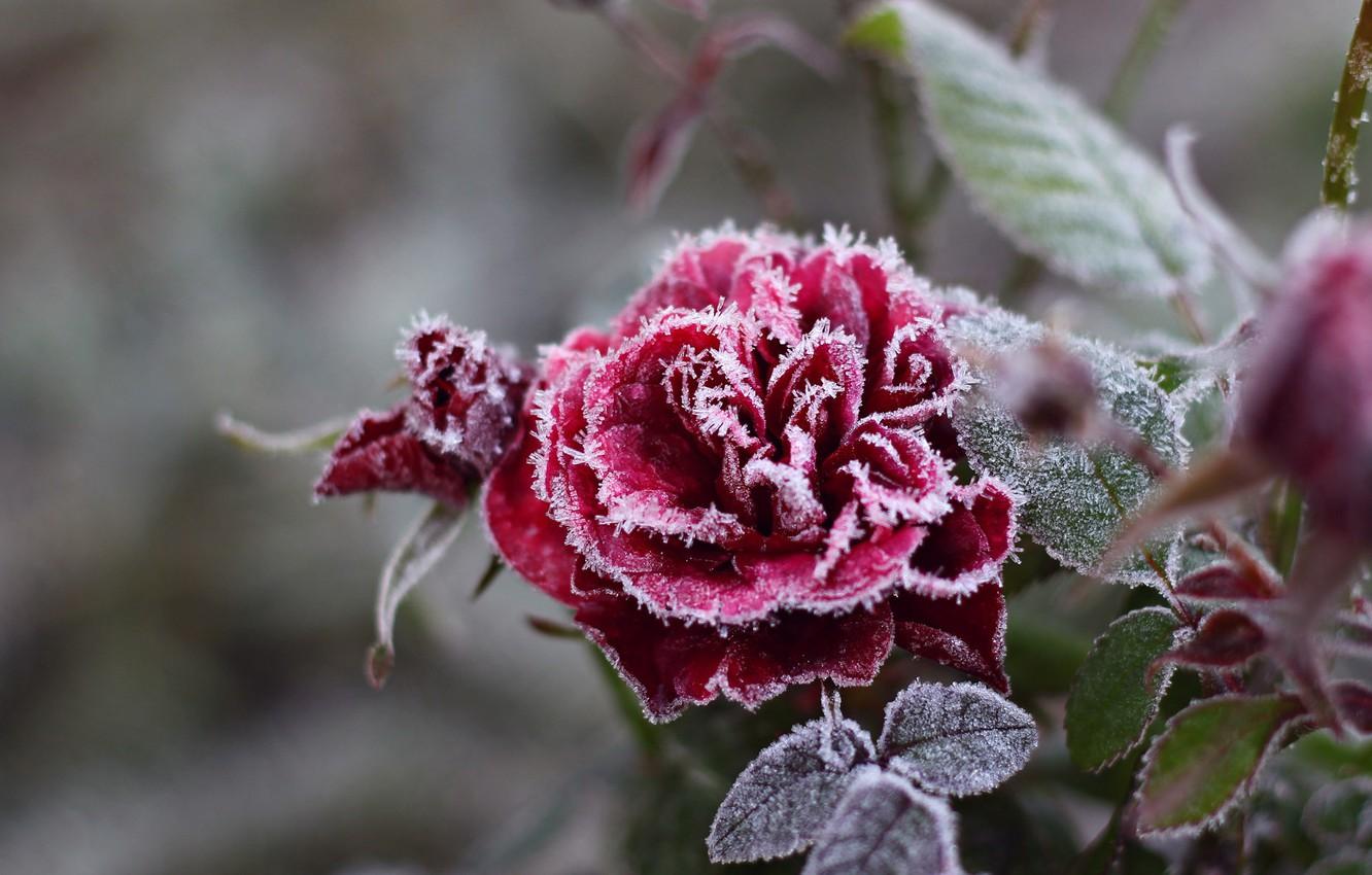 Frost Flowers Wallpapers - Top Free Frost Flowers Backgrounds ...